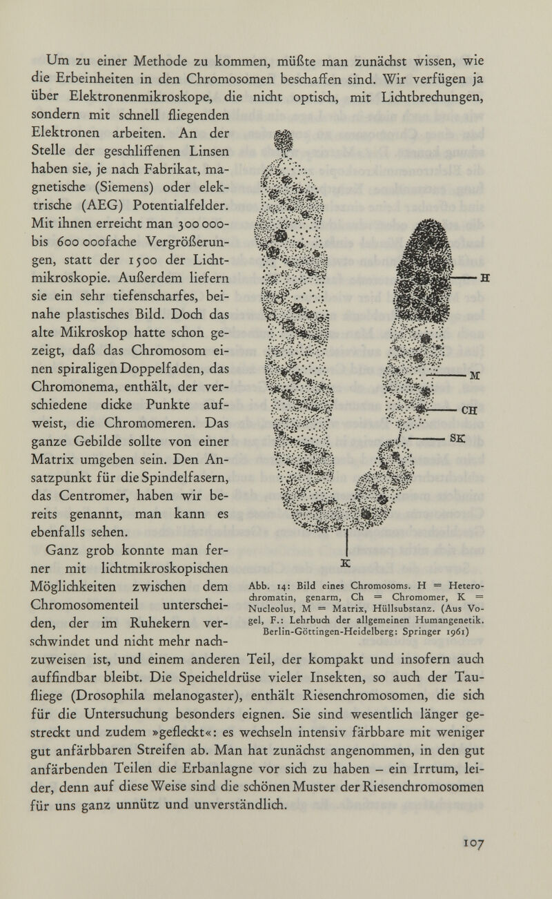 лг., , «i¿ «Wbyíí^ шШ& :'''V:.v¿>' • ШШ*' ■ м Um zu einer Methode zu kommen, müßte man zunächst wissen, wie die Erbeinheiten in den Chromosomen beschaffen sind. Wir verfügen ja über Elektronenmikroskope, die nicht optisch, mit Lichtbrechungen, sondern mit schnell fliegenden Elektronen arbeiten. An der Щ Stelle der geschliffenen Linsen haben sie, je nach Fabrikat, ma¬ gnetische (Siemens) oder elek¬ trische (AEG) Potentialfelder. Mit ihnen erreicht man 300000- bis 600 Goofache Vergrößerun¬ gen, statt der 1500 der Licht¬ mikroskopie. Außerdem liefern sie ein sehr tiefenscharfes, bei¬ nahe plastisches Bild. Doch das alte Mikroskop hatte schon ge¬ zeigt, daß das Chromosom ei¬ nen spiraligen Doppelfaden, das Chromonema, enthält, der ver¬ schiedene dicke Punkte auf¬ weist, die Chromomeren. Das ganze Gebilde sollte von einer Matrix umgeben sein. Den An¬ satzpunkt für die Spindelfasern, das Centromer, haben wir be¬ reits genannt, man kann es ebenfalls sehen. Ganz grob konnte man fer¬ ner mit lichtmikroskopischen Möglichkeiten zwischen dem Chromosomenteil unterschei¬ den, der im Ruhekern ver¬ schwindet und nicht mehr nach¬ zuweisen ist, und einem anderen Teil, der kompakt und insofern auch auffindbar bleibt. Die Speicheldrüse vieler Insekten, so auch der Tau¬ fliege (Drosophila melanogaster), enthält Riesenchromosomen, die sich für die Untersuchung besonders eignen. Sie sind wesentlich länger ge¬ streckt und zudem »gefleckt«: es wechseln intensiv färbbare mit weniger gut anfärbbaren Streifen ab. Man hat zunächst angenommen, in den gut anfärbenden Teilen die Erbanlagne vor sich zu haben - ein Irrtum, lei¬ der, denn auf diese Weise sind die schönen Muster der Riesenchromosomen für uns ganz unnütz und unverständlich. ^ * I '¿i' : *• ' • ; шт J- SK Abb. 14: Bild eines Chromosoms. H = Hetero- chromatin, genarm, Ch = Chromomer, К = Nucleolus, M = Matrix, Hüllsubstanz. (Aus Vo¬ gel, F.: Lehrbudi der allgemeinen Humangenetik. Berlin-Göttingen-Heidelberg: Springer 1961) 107