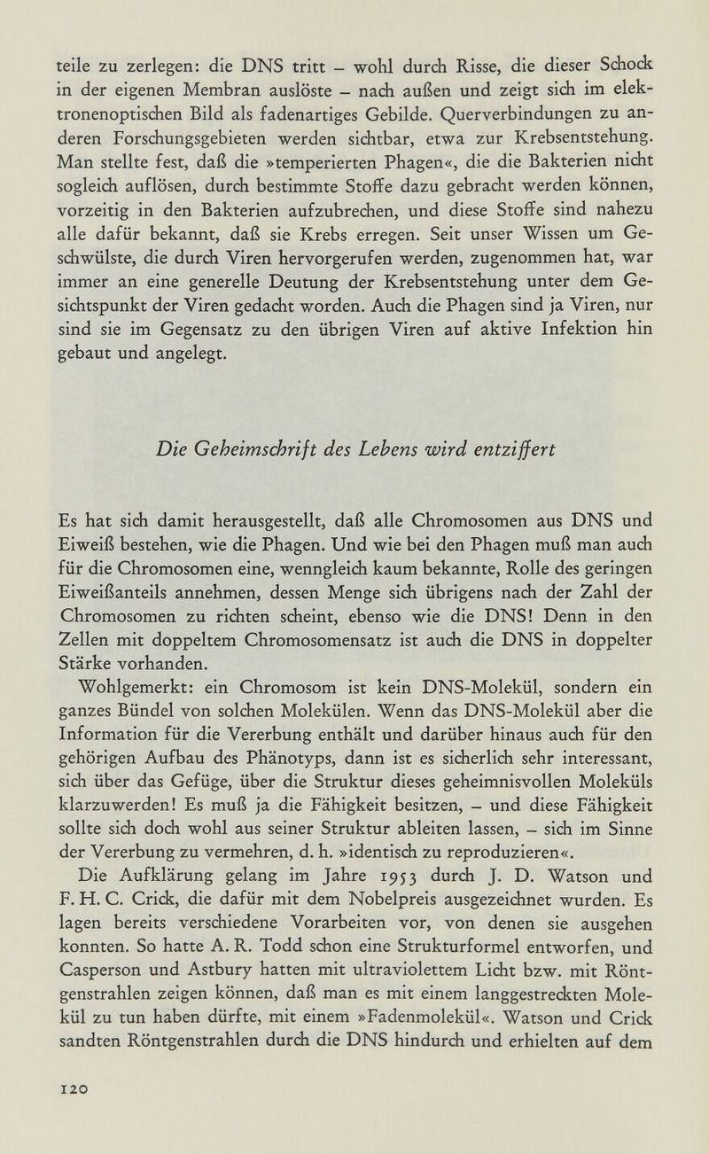 teile zu zerlegen: die DNS tritt - wohl durch Risse, die dieser Schock in der eigenen Membran auslöste - nadi außen und zeigt sich im elek¬ tronenoptischen Bild als fadenartiges Gebilde. Querverbindungen zu an¬ deren Forschungsgebieten werden sichtbar, etwa zur Krebsentstehung. Man stellte fest, daß die »temperierten Phagen«, die die Bakterien nicht sogleich auflösen, durch bestimmte Stoffe dazu gebracht werden können, vorzeitig in den Bakterien aufzubrechen, und diese Stoffe sind nahezu alle dafür bekannt, daß sie Krebs erregen. Seit unser Wissen um Ge¬ schwülste, die durch Viren hervorgerufen werden, zugenommen hat, war immer an eine generelle Deutung der Krebsentstehung unter dem Ge¬ sichtspunkt der Viren gedacht worden. Auch die Phagen sind ja Viren, nur sind sie im Gegensatz zu den übrigen Viren auf aktive Infektion hin gebaut und angelegt. Die Geheimschrift des Lebens wird entziffert Es hat sich damit herausgestellt, daß alle Chromosomen aus DNS und Eiweiß bestehen, wie die Phagen. Und wie bei den Phagen muß man auch für die Chromosomen eine, wenngleich kaum bekannte, Rolle des geringen Eiweißanteils annehmen, dessen Menge sich übrigens nach der Zahl der Chromosomen zu richten scheint, ebenso wie die DNS! Denn in den Zellen mit doppeltem Chromosomensatz ist auch die DNS in doppelter Stärke vorhanden. Wohlgemerkt: ein Chromosom ist kein DNS-Molekül, sondern ein ganzes Bündel von solchen Molekülen. Wenn das DNS-Molekül aber die Information für die Vererbung enthält und darüber hinaus auch für den gehörigen Aufbau des Phänotyps, dann ist es sicherlich sehr interessant, sich über das Gefüge, über die Struktur dieses geheimnisvollen Moleküls klarzuwerden! Es muß ja die Fähigkeit besitzen, — und diese Fähigkeit sollte sich doch wohl aus seiner Struktur ableiten lassen, - sich im Sinne der Vererbung zu vermehren, d. h. »identisch zu reproduzieren«. Die Aufklärung gelang im Jahre 1953 durch J. D. Watson und F. H. C. Crick, die dafür mit dem Nobelpreis ausgezeichnet wurden. Es lagen bereits verschiedene Vorarbeiten vor, von denen sie ausgehen konnten. So hatte A. R. Todd schon eine Strukturformel entworfen, und Casperson und Astbury hatten mit ultraviolettem Lidtit bzw. mit Rönt¬ genstrahlen zeigen können, daß man es mit einem langgestreckten Mole¬ kül zu tun haben dürfte, mit einem »Fadenmolekül«. Watson und Crick sandten Röntgenstrahlen durch die DNS hindurch und erhielten auf dem 120