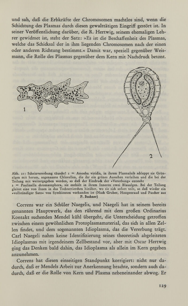 und sah, daß die Erbkräfte der Chromosomen machtlos sind, wenn die Schiditung des Plasmas durch diesen gewalttätigen Eingriff gestört ist. In seiner Veröffentlichung darüber, die R. Hertwig, seinem ehemaligen Leh¬ rer gewidmet ist, steht der Satz: »Es ist die Beschaffenheit des Plasmas, welche das Schicksal der in ihm liegenden Chromosomen nach der einen oder anderen Richtung bestimmt.« Damit war, speziell gegenüber Weis¬ mann, die Rolle des Plasmas gegenüber dem Kern mit Nachdruck betont. Teilung mit weitergegeben werden, so daß der Eindruck der »Vererbung« entsteht 2 = Paulinella chromatophora, sie enthält in ihrem Inneren zwei Blaualgen. Bei der Teilung gleitet eine von ihnen in das Tochtertierchen hinüber, wo sie sidi sofort teilt, so daß wieder ein »vollständiger Satz« von Symbionten vorhanden ist (Nach Gruber, Hoogenraad und Pascher aus P. Budmer) Correns war ein Schüler Naegelis, und Naegeli hat in seinem bereits genannten Hauptwerk, das den rührend mit dem großen Ordinarius Kontakt suchenden Mendel kühl übergeht, die Unterscheidung getroffen zwischen einem gewöhnlichen Protoplasmamaterial, das sich in allen Zel¬ len findet, und dem sogenannten Idioplasma, das die Vererbung trägt. Carl Naegeli nahm keine Identifizierung seines theoretisch abgeleiteten Idioplasmas mit irgendeinem Zellbestand vor, aber mit Oscar Hertwig ging das Denken bald dahin, das Idioplasma als allein im Kern gegeben anzunehmen. Correns hat diesen einseitigen Standpunkt korrigiert: nicht nur da¬ durch, daß er Mendels Arbeit zur Anerkennung brachte, sondern auch da¬ durch, daß er die Rolle von Kern und Plasma nebeneinander abwog. Er 129