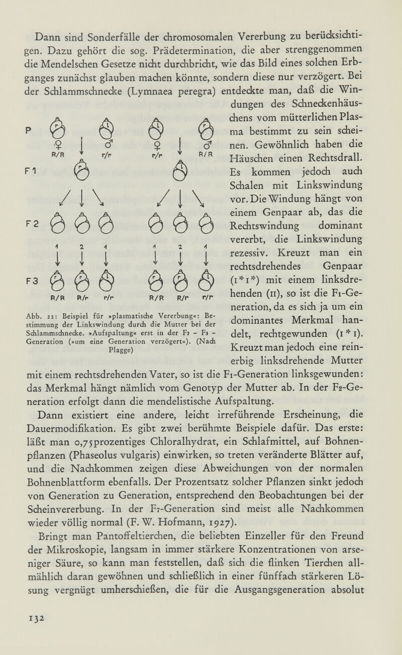 Dann sind Sonderfälle der chromosomalen Vererbung zu berücksichti¬ gen. Dazu gehört die sog. Prädetermination, die aber strenggenommen die Mendelsdien Gesetze nicht durchbricht, wie das Bild eines solchen Erb¬ ganges zunächst glauben machen könnte, sondern diese nur verzögert. Bei der Sdilammschnecke (Lymnaea peregra) entdeckte man, daß die Win¬ dungen des Schneckenhäus¬ chens vom mütterlichen Plas¬ ma bestimmt zu sein schei¬ nen. Gevi^öhnlich haben die Häuschen einen Rechtsdrall. Es kommen jedoch auch Schalen mit Linkswindung vor. Die Windung hängt von einem Genpaar ab, das die Rechtswindung dominant vererbt, die Linkswindung rezessiv. Kreuzt man ein rechtsdrehendes Genpaar (i*i*) mit einem linksdre¬ henden (ii), so ist die Fi-Ge- neration, da es sich ja um ein dominantes Merkmal han¬ delt, rechtgewunden (i * i). Kreuzt man jedoch eine rein¬ erbig linksdrehende Mutter mit einem rechtsdrehenden Vater, so ist die Fi-Generation linksgewunden: das Merkmal hängt nämlich vom Genotyp der Mutter ab. In der F2-Ge- neration erfolgt dann die mendelistische Aufspaltung. Dann existiert eine andere, leicht irreführende Erscheinung, die Dauermodifikation. Es gibt zwei berühmte Beispiele dafür. Das erste: läßt man o,75prozentiges Chloralhydrat, ein Sdilafmittel, auf Bohnen¬ pflanzen (Phaseolus vulgaris) einwirken, so treten veränderte Blätter auf, und die Nachkommen zeigen diese Abweichungen von der normalen Bohnenblattform ebenfalls. Der Prozentsatz solcher Pflanzen sinkt jedoch von Generation zu Generation, entsprechend den Beobachtungen bei der Scheinvererbung. In der Fy-Generation sind meist alle Nachkommen wieder völlig normal (F. W. Hofmann, 1927). Bringt man Pantoffeltierchen, die beliebten Einzeller für den Freund der Mikroskopie, langsam in immer stärkere Konzentrationen von arse¬ niger Säure, so kann man feststellen, daß sidi die flinken Tierchen all¬ mählich daran gewöhnen und schließlich in einer fünffach stärkeren Lö¬ sung vergnügt umherschießen, die für die Ausgangsgeneration absolut 132 Fl F2 F3 & Ô ■s 1 rf' s 1 V R/R ♦ r/r r/r * R/R /I\ /I \ •AI 1 ^ П ^ ^ è è è R/R R/p r/r R/R R/r r/r Abb. 22: Beispiel für »plasmatische Vererbung«: Be¬ stimmung der Linkswindung durch die Mutter bei der Schlammsdinecke. »Aufspaltung« erst in der F2 - Fs - Generation (»um eine Generation verzögert«). (Nach Plagge)