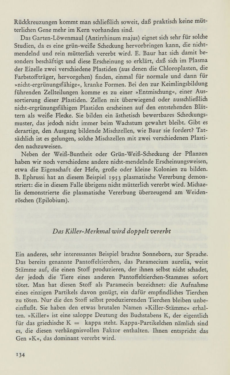 Rückkreuzungen kommt man schließlich soweit, daß praktisch keine müt¬ terlichen Gene mehr im Kern vorhanden sind. Das Garten-Löwenmaul (Antirrhinum majus) eignet sich sehr für solche Studien, da es eine grün-weiße Schediung hervorbringen kann, die nicht- mendelnd und rein mütterlich vererbt wird. E. Baur hat sich damit be¬ sonders beschäftigt und diese Erscheinung so erklärt, daß sich im Plasma der Eizelle zwei verschiedene Piastiden (aus denen die Chloroplasten, die Farbstoffträger, hervorgehen) finden, einmal für normale und dann für »nicht-ergrünungsfähige«, kranke Formen. Bei den zur Keimlingsbildung führenden Zellteilungen komme es zu einer »Entmischung«, einer Aus¬ sortierung dieser Piastiden. Zellen mit überwiegend oder ausschließlich nicht-ergrünungsfähigen Piastiden erscheinen auf den entstehenden Blät¬ tern als weiße Flecke. Sie bilden ein ästhetisch bewertbares Scheckungs¬ muster, das jedodi nicht immer beim Wachstum gewahrt bleibt. Gibt es derartige, den Ausgang bildende Mischzellen, wie Baur sie fordert? Tat¬ sächlich ist es gelungen, solche Mischzellen mit zwei verschiedenen Plasti- den nachzuweisen. Neben der Weiß-Buntheit oder Grün-Weiß-Scheckung der Pflanzen haben wir noch verschiedene andere nicht-mendelnde Erscheinungsweisen, etwa die Eigenschaft der Hefe, große oder kleine Kolonien zu bilden. B. Ephrussi hat an diesem Beispiel 1953 plasmatische Vererbung demon¬ striert: die in diesem Falle übrigens nicht mütterlich vererbt wird. Michae¬ lis demonstrierte die plasmatische Vererbung überzeugend am Weiden¬ röschen (Epilobium). Das Killer-Merkmal wird doppelt vererbt Ein anderes, sehr interessantes Beispiel brachte Sonneborn, zur Sprache. Das bereits genannte Pantoffeltierchen, das Paramecium aurelia, weist Stämme auf, die einen Stoff produzieren, der ihnen selbst nicht schadet, der jedoch die Tiere eines anderen Pantoffeltierchen-Stammes sofort tötet. Man hat diesen Stoff als Paramecin bezeichnet: die Aufnahme eines einzigen Partikels davon genügt, ein dafür empfindliches Tierchen zu töten. Nur die den Stoff selbst produzierenden Tierchen bleiben unbe¬ einflußt. Sie haben den etwas brutalen Namen »Killer-Stämme« erhal¬ ten. »Killer« ist eine saloppe Deutung des Buchstabens K, der eigentlich für das griechische К = kappa steht. Kappa-Partikelchen nämlich sind es, die diesen verhängnisvollen Faktor enthalten. Ihnen entspricht das Gen »K«, das dominant vererbt wird. 134