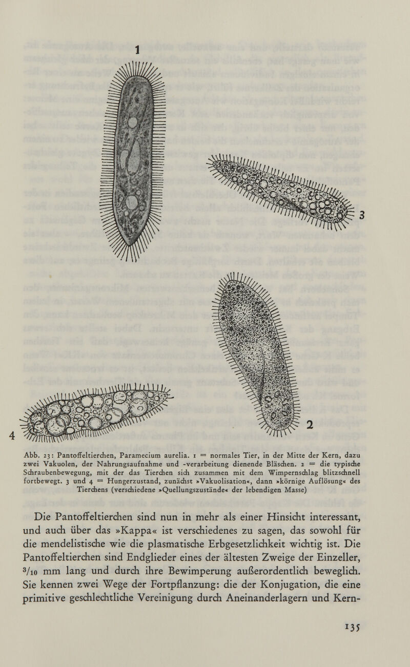 1 Abb. 23 : Pantoffeltierchen, Paramecium aurelia. i = normales Tier, in der Mitte der Kern, dazu zwei Vakuolen, der Nahrungsaufnahme und -Verarbeitung dienende Bläsdien, г = die typisdie Sdiraubenbewegung, mit der das Tierchen sich zusammen mit dem Wimpernschlag blitzsdineli fortbewegt. 3 und 4 = Hungerzustand, zunädist »Vakuolisation«, dann »körnige Auflösung« des Tierchens (verschiedene »Quellungszustände« der lebendigen Masse) Die Pantoffeltierchen sind nun in mehr als einer Hinsicht interessant, und auch über das »Kappa« ist verschiedenes zu sagen, das sowohl für die mendelistische wie die plasmatische Erbgesetzlichkeit wichtig ist. Die Pantoffeltierchen sind Endglieder eines der ältesten Zweige der Einzeller, Vio mm lang und durch ihre Bewimperung außerordentlich beweglich. Sie kennen zwei Wege der Fortpflanzung: die der Konjugation, die eine primitive geschlechtliche Vereinigung durch Aneinanderlagern und Kern- 135