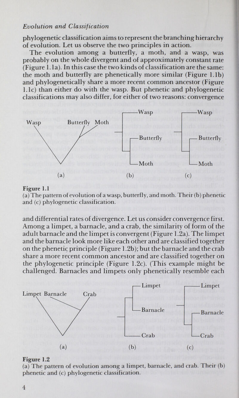 Evolution and Classification phylogenetic classification aims to represent the branching hierarchy of evolution. Let us observe the two principles in action. The evolution among a butterfly, a moth, and a wasp, was probably on the whole divergent and of approximately constant rate (Figure 1.1a). In this case the two kinds of classification are the same: the moth and butterfly are phenetically more similar (Figure 1.1b) and phylogenetically share a more recent common ancestor (Figure 1.1c) than either do with the wasp. But phenetic and phylogenetic classifications may also differ, for either of two reasons: convergence Wasp Butterfly Moth -Wasp -Butterfly -Moth -Wasp — Butterfly -Moth (a) (b) (c) Figure 1.1 (a) The pattern of evolution of a wasp, butterfly, and moth. Their (b) phenetic and (c) phylogenetic classification. and differential rates of divergence. Let us consider convergence first. Among a limpet, a barnacle, and a crab, the similarity of form of the adult barnacle and the limpet is convergent (Figure 1.2a). The limpet and the barnacle look more like each other and are classified together on the phenetic principle (Figure 1.2b); but the barnacle and the crab share a more recent common ancestor and are classified together on the phylogenetic principle (Figure 1.2c). (This example might be challenged. Barnacles and limpets only phenetically resemble each Limpet Barnacle Crab Limpet — Barnacle Crab -Limpet -Barnacle (a) (b) —Crab (c) Figure 1.2 (a) The pattern of evolution among a limpet, barnacle, and crab. Their (b) phenetic and (c) phylogenetic classification.