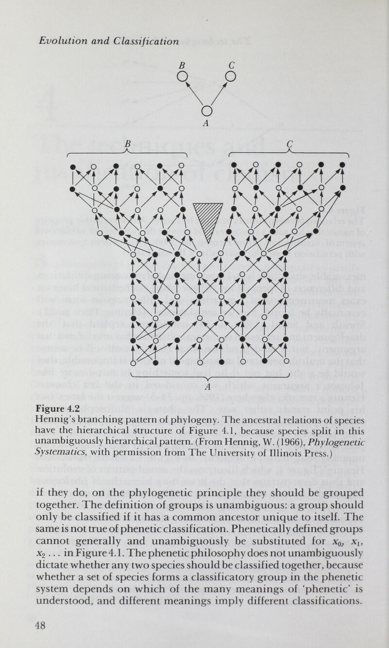 Evolution and Classification В С О. О Y А В С , л ^ , А ^ t ^ ^ • о*о#о •о#о## iXI/t IMXI 1Х1/1/1/1Л т/ЛЛЛУ^Л t\t7\t\tXt/t/.Xi KM/Î txt/t/t • о • о о • о • 1>гки m V ^^ А Figure 4.2 Hennig's branching pattern of phylogeny. The ancestral relations of species have the hierarchical structure of Figure 4.1, because species split in this unambiguously hierarchical pattern. (From Hennig, W. (1966), Phylogenetic Systematics, with permission from The University of Illinois Press.) if they do, on the phylogenetic principle they should be grouped together. The definition of groups is unambiguous: a group should only be classified if it has a common ancestor unique to itself. The same is not true of phenetic classification. Phenetically defined groups cannot generally and unambiguously be substituted for Xq, x^, ^2... in Figure 4.1. The phenetic philosophy does not unambiguously dictate w^hether any tvs^o species should be classified together, because whether a set of species forms a classificatory group in the phenetic system depends on which of the many meanings of 'phenetic' is understood, and different meanings imply different classifications. 48