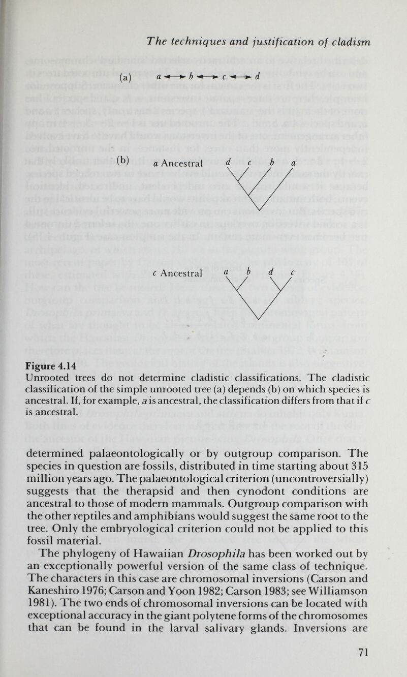 The techniques and justification of cladism с Ancestral a b d с Figure 4.14 Unrooted trees do not determine cladistic classifications. The cladistic classification of the simple unrooted tree (a) depends (b) on which species is ancestral. If, for example, a is ancestral, the classification differs from that if с is ancestral. determined palaeontologically or by outgroup comparison. The species in question are fossils, distributed in time starting about 315 million years ago. The palaeontological criterion (uncontroversially) suggests that the therapsid and then cynodont conditions are ancestral to those of modern mammals. Outgroup comparison with the other reptiles and amphibians would suggest the same root to the tree. Only the embryological criterion could not be applied to this fossil material. The phylogeny of Hawaiian Drosophila has been worked out by an exceptionally powerful version of the same class of technique. The characters in this case are chromosomal inversions (Carson and Kaneshiro 1976; Carson and Yoon 1982; Carson 1983; see Williamson 1981). The two ends of chromosomal inversions can be located with exceptional accuracy in the giant polytene forms of the chromosomes that can be found in the larval salivary glands. Inversions are 71