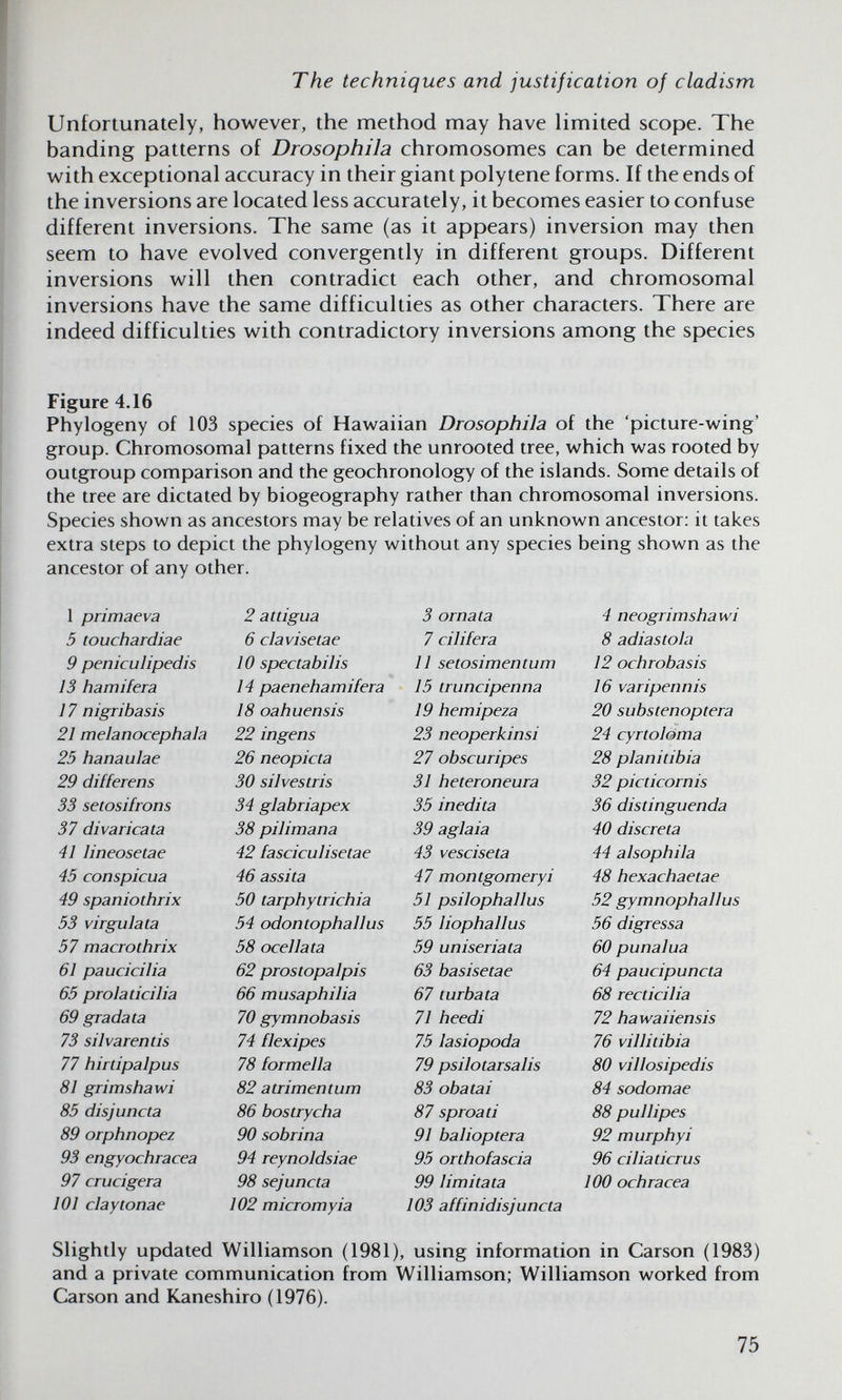 The techniques and justification of cladism Unfortunately, however, the method may have limited scope. The banding patterns of Drosophila chromosomes can be determined with exceptional accuracy in their giant polytene forms. If the ends of the inversions are located less accurately, it becomes easier to confuse different inversions. The same (as it appears) inversion may then seem to have evolved convergently in different groups. Different inversions will then contradict each other, and chromosomal inversions have the same difficulties as other characters. There are indeed difficulties with contradictory inversions among the species Figure 4.16 Phylogeny of 103 species of Hawaiian Drosophila of the 'picture-wing' group. Chromosomal patterns fixed the unrooted tree, which was rooted by outgroup comparison and the geochronology of the islands. Some details of the tree are dictated by biogeography rather than chromosomal inversions. Species shown as ancestors may be relatives of an unknown ancestor: it takes extra steps to depict the phylogeny without any species being shown as the ancestor of any other. 1 primaeva 5 touchardiae 9 peniculipedis 13 hamiiera 17 nigribasis 21 melanocephaia 25 hanaulae 29 differens 33 setosifrons 37 divaricata 41 lineosetae 45 conspicua 49 spaniotbrix 53 virgolata 57 macrotbrix 61 paucicilia 65 prolaticilia 69 gradata 73 si 1 varen tis 77 hirtipalpus 81 grimsbawi 85 disjoncta 89 orpbnopez 93 engyocbracea 97 crocigera 101 claytonae 2 attigoa 6 clavisetae 10 spec tabi lis 14 paenebamiiera 18 oabuensis 22 ingens 26 neopicta 30 silvestris 34 glabriapex 38 pilimana 42 fascicolisetae 46 assi ta 50 tarpbytricbia 54 odontopballos 58 ocellata 62 prostopalpis 66 musapbilia 70 gymnobasis 74 flexipes 78 formella 82 atrimentum 86 bostrycba 90 sobrina 94 reynoldsiae 98 sejoncta 102 micromyia 3 ornata 7 cinterà И setosimentom 15 troncipenna 19 bemipeza 23 neoperkinsi 27 obscuripes 31 beteroneora 35 inedita 39 aglaia 43 vesciseta 47 montgomeryi 51 psilopballos 55 liopballus 59 oniseriata 63 basisetae 67 torba ta 71 beedi 75 lasiopoda 79 psilotarsalis 83 obatai 87 sproati 91 balioptera 95 ortbofascia 99 limitata 103 affinidisjoncta 4 neogrimsbawi 8 adiastola 12 ocbrobasis 16 varipennis 20 substenoptera 24 cyrtoloma 28 planitibia 32 picticornis 36 distingoenda 40 discreta 44 alsopbila 48 bexacbaetae 52 gymnopballos 56 digressa 60 ponaloa 64 pauciponcta 68 recticilia 72 bawaiiensis 76 villitibia 80 villosipedis 84 sodomae 88 pollipes 92 murpbyi 96 cilia tier о s 100 ocbracea Slightly updated Williamson (1981), using information in Carson (1983) and a private communication from Williamson; Williamson worked from Carson and Kaneshiro (1976). 75