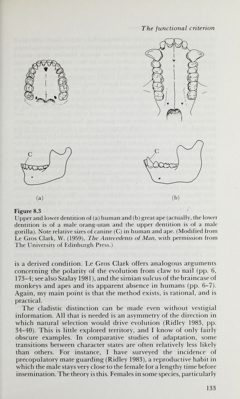 The functional criterion Figure 8.3 Upper and lower dentition of (a) human and (b) great ape (actually, the lower dentition is of a male orang-utan and the upper dentition is of a male gorilla). Note relative sizes of canine (C) in human and ape. (Modified from Le Gros Clark, W. (1959), The Antecedents oí Man, with permission from The University of Edinburgh Press.) is a derived condition. Le Gros Clark offers analogous arguments concerning the polarity of the evolution from claw to nail (pp. 6, 173-4; see also Szalay 1981 ), and the simian sulcus of the braincase of monkeys and apes and its apparent absence in humans (pp. 6-7). Again, my main point is that the method exists, is rational, and is practical. The cladistic distinction can be made even without vestigial information. All that is needed is an asymmetry of the direction in which natural selection would drive evolution (Ridley 1983, pp. 34-40). This is little explored territory, and I know of only fairly obscure examples. In comparative studies of adaptation, some transitions between character states are often relatively less likely than others. For instance, I have surveyed the incidence of precopulatory mate guarding (Ridley 1983), a reproductive habit in which the male stays very close to the female for a lengthy time before insemination. The theory is this. Females in some species, particularly 133