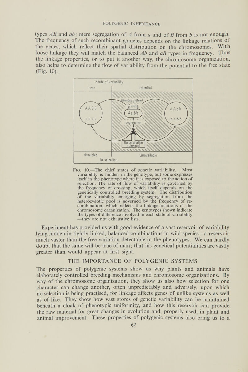 POLYGENIC INHERITANCE types AB and ab: mere segregation of A from a and of В from b is not enough. The frequency of such recombinant gametes depends on the hnkage relations of the genes, which reflect their spatial distribution on the chromosomes. With loose linkage they will match the balanced Ab and аВ types in frequency. Thus the linkage properties, or to put it another way, the chromosome organization, also helps to determine the flow of variability from the potential to the free state (Fig. 10). Fig. 10.—The chief states of genetic variability. Most variability is hidden in the genotype, but some expresses itself in the phenotype where it is exposed to the action of selection. The rate of flow of variability is governed by the frequency of crossing, which itself depends on the genetically controlled breeding system. The distribution of the variability emerging by segregation from the heterozygotic pool is governed by the frequency of re¬ combination, which reflects the linkage relations of the chromosome organization. The genotypes shown indicate the types of difference involved in each state of variability —they are not exhaustive lists. Experiment has provided us with good evidence of a vast reservoir of variability lying hidden in tightly linked, balanced combinations in wild species—a reservoir much vaster than the free variation detectable in the phenotypes. We can hardly doubt that the same will be true of man; that his genetical potentialities are vastly greater than would appear at first sight. THE IMPORTANCE OF POLYGENIC SYSTEMS The properties of polygenic systems show us why plants and animals have elaborately controlled breeding mechanisms and chromosome organizations. By way of the chromosome organization, they show us also how selection for one character can change another, often unpredictably and adversely, upon which no selection is being practised, for hnkage affects genes of unlike systems as well as of hke. They show how vast stores of genetic variabihty can be maintained beneath a cloak of phenotypic uniformity, and how this reservoir can provide the raw material for great changes in evolution and, properly used, in plant and animal improvement. These properties of polygenic systems also bring us to a 62