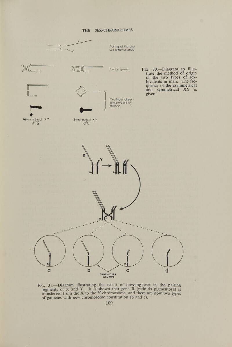 THE SEX-CHROMOSOMES Patring of the two sex chromosomes r Asymmetrical XY 90% Crossing-over Symmetrical XY io7o Two types of sex - bivalents during Fig. 30.—Diagram to illus¬ trate the method of origin of the two types of sex- bivalents in man. The fre¬ quency of the asymmetrical and symmetrical XY is given. CROSS-OVtR CAMETtS Fig. 31.—Diagram illustrating the result of crossing-over in the pairing segments of X and Y. It is shown that gene R (retinitis pigmentosa) is transferred from the X to the Y chromosome, and there are now two types of gametes with new chromosome constitution (b and c). 109