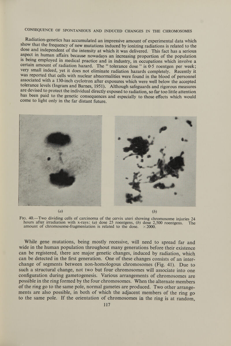 CONSEQUENCE OF SPONTANEOUS AND INDUCED CHANGES IN THE CHROMOSOMES Radiation-genetics has accumulated an impressive amount of experimental data which show that the frequency of new mutations induced by ionizing radiations is related to the dose and independent of the intensity at which it was delivered. This fact has a serious aspect in human affairs because nowadays an increasing proportion of the population is being employed in medical practice and in industry, in occupations which involve a certain amount of radiation hazard. The  tolerance dose  is 0*5 roentgen per week; very small indeed, yet it does not eliminate radiation hazards completely. Recently it was reported that cells with nuclear abnormalities were found in the blood of personnel associated with a 130-inch cyclotron after exposures which were well below the accepted tolerance levels (Ingram and Barnes, 1951). Although safeguards and rigorous measures are devised to protect the individual directly exposed to radiation, so far too little attention has been paid to the genetic consequences and especially to those effects which would come to light only in the far distant future. И шШ/' m Щ m (ö) ш ш щ^1111110 ш (Ь) Fig. 40.—Two dividing cells of carcinoma of the cervix uteri showing chromosome injuries 24 hours after irradiation with x-rays: (o) dose 25 roentgens, (6) dose 2,500 roentgens. The amount of chromosome-fragmentation is related to the dose. x2000. While gene mutations, being mostly recessive, will need to spread far and wide in the human population throughout many generations before their existence can be registered, there are major genetic changes, induced by radiation, which can be detected in the first generation. One of these changes consists of an inter¬ change of segments between non-homologous chromosomes (Fig. 41). Due to such a structural change, not two but four chromosomes wül associate into one configuration during gametogenesis. Various arrangements of chromosomes are possible in the ring formed by the four chromosomes. When the alternate members of the ring go to the same pole, normal gametes are produced. Two other arrange¬ ments are also possible, in both of which the adjacent members of the ring go to the same pole. If the orientation of chromosomes in the ring is at random» 117