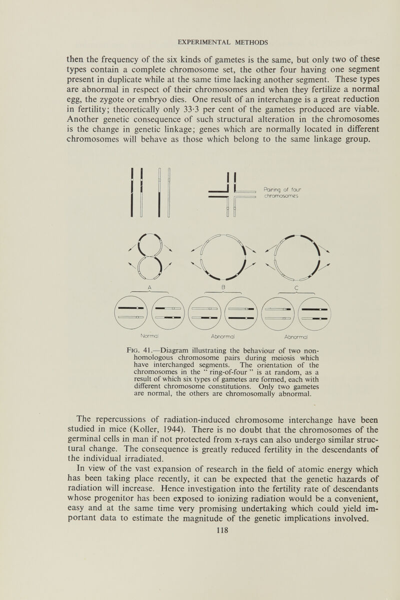 EXPERIMENTAL METHODS then the frequency of the six kinds of gametes is the same, but only two of these types contain a complete chromosome set, the other four having one segment present in duplicate while at the same time lacking another segment. These types are abnormal in respect of their chromosomes and when they fertiUze a normal egg, the zygote or embryo dies. One result of an interchange is a great reduction in fertihty; theoretically only 33-3 per cent of the gametes produced are viable. Another genetic consequence of such structural alteration in the chromosomes is the change in genetic linkage; genes which are normally located in different chromosomes will behave as those which belong to the same linkage group. Pairing of four chromosomes Normal Abnormal Abnormal Fig. 41.—Diagram illustrating the behaviour of two non¬ homologous chromosome pairs during meiosis which have interchanged segments. The orientation of the chromosomes in the  ring-of-four  is at random, as a result of which six types of gametes are formed, each with different chromosome constitutions. Only two gametes are normal, the others are chromosomally abnormal. The repercussions of radiation-induced chromosome interchange have been studied in mice (Koller, 1944). There is no doubt that the chromosomes of the germinal cells in man if not protected from x-rays can also undergo similar struc¬ tural change. The consequence is greatly reduced fertiUty in the descendants of the individual irradiated. In view of the vast expansion of research in the field of atomic energy which has been taking place recently, it can be expected that the genetic hazards of radiation will increase. Hence investigation into the fertility rate of descendants whose progenitor has been exposed to ionizing radiation would be a convenient, easy and at the same time very promising undertaking which could yield im¬ portant data to estimate the magnitude of the genetic implications involved. 118