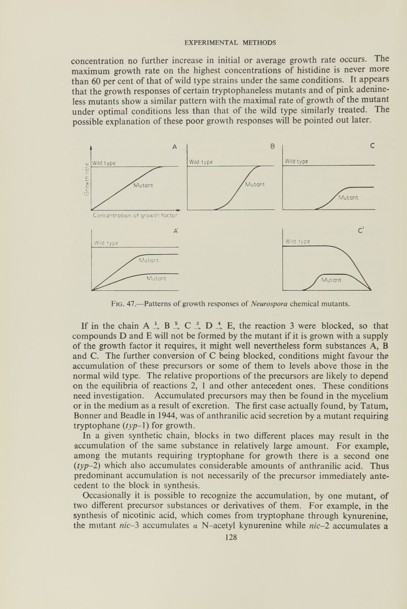 EXPERIMENTAL METHODS concentration no further increase in initial or average growth rate occurs. The maximum growth rate on the highest concentrations of histidine is never more than 60 per cent of that of wild type strains under the same conditions. It appears that the growth responses of certain tryptophaneless mutants and of pink adenine- less mutants show a similar pattern with the maximal rate of growth of the mutant under optimal conditions less than that of the wüd type similarly treated. The possible explanation of these poor growth responses will be pointed out later. If in the chain A^B^C_tD_tE, the reaction 3 were blocked, so that compounds D and E will not be formed by the mutant if it is grown with a supply of the growth factor it requires, it might well nevertheless form substances A, В and C. The further conversion of С being blocked, conditions might favour the accumulation of these precursors or some of them to levels above those in the normal wild type. The relative proportions of the precursors are likely to depend on the equihbria of reactions 2, 1 and other antecedent ones. These conditions need investigation. Accumulated precursors may then be found in the mycelium or in the medium as a result of excretion. The first case actually found, by Tatum, Bonner and Beadle in 1944, was of anthranilic acid secretion by a mutant requiring tryptophane {typ-\) for growth. In a given synthetic chain, blocks in two different places may result in the accumulation of the same substance in relatively large amount. For example, among the mutants requiring tryptophane for growth there is a second one (typ-2) which also accumulates considerable amounts of anthraniHc acid. Thus predominant accumulation is not necessarily of the precursor immediately ante¬ cedent to the block in synthesis. Occasionally it is possible to recognize the accumulation, by one mutant, of two different precursor substances or derivatives of them. For example, in the synthesis of nicotinic acid, which comes from tryptophane through kynurenine, the mutant nic-3 accumulates a N-acetyl kynurenine while nic-l accumulates a 128