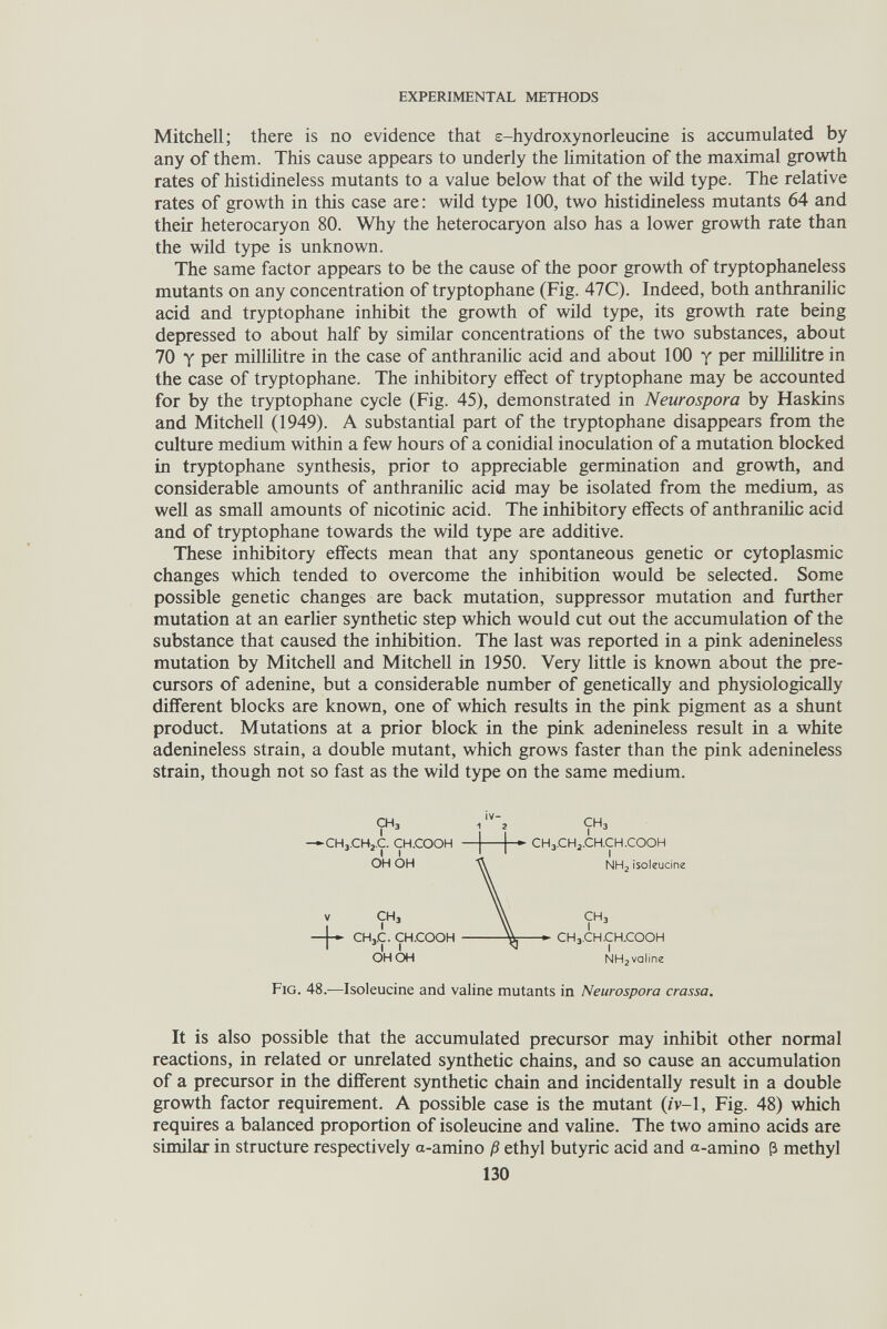 EXPERIMENTAL METHODS Mitchell; there is no evidence that e-hydroxynorleucine is accumulated by any of them. This cause appears to underly the limitation of the maximal growth rates of histidineless mutants to a value below that of the wild type. The relative rates of growth in this case are: wild type 100, two histidineless mutants 64 and their heterocaryon 80. Why the heterocaryon also has a lower growth rate than the wild type is unknown. The same factor appears to be the cause of the poor growth of tryptophaneless mutants on any concentration of tryptophane (Fig. 47C). Indeed, both anthranilic acid and tryptophane inhibit the growth of wild type, its growth rate being depressed to about half by similar concentrations of the two substances, about 70 Y per millihtre in the case of anthranilic acid and about 100 у per millilitre in the case of tryptophane. The inhibitory effect of tryptophane may be accounted for by the tryptophane cycle (Fig. 45), demonstrated in Neurospora by Haskins and Mitchell (1949). A substantial part of the tryptophane disappears from the culture medium within a few hours of a conidial inoculation of a mutation blocked in tryptophane synthesis, prior to appreciable germination and growth, and considerable amounts of anthraniHc acid may be isolated from the medium, as well as small amounts of nicotinic acid. The inhibitory effects of anthraniHc acid and of tryptophane towards the wild type are additive. These inhibitory effects mean that any spontaneous genetic or cytoplasmic changes which tended to overcome the inhibition would be selected. Some possible genetic changes are back mutation, suppressor mutation and further mutation at an earUer synthetic step which would cut out the accumulation of the substance that caused the inhibition. The last was reported in a pink adenineless mutation by Mitchell and Mitchell in 1950. Very little is known about the pre¬ cursors of adenine, but a considerable number of genetically and physiologically different blocks are known, one of which results in the pink pigment as a shunt product. Mutations at a prior block in the pink adenineless result in a white adenineless strain, a double mutant, which grows faster than the pink adenineless strain, though not so fast as the wild type on the same medium. СНз -►CH3.CH2.C. CH.COOH I I OH OH V ÇH, CH3.C. CH.COOH OH OH Fig. 48.—Isoleucine and valine mutants in Neurospora crassa. It is also possible that the accumulated precursor may inhibit other normal reactions, in related or unrelated synthetic chains, and so cause an accumulation of a precursor in the different synthetic chain and incidentally result in a double growth factor requirement. A possible case is the mutant (/v-1. Fig. 48) which requires a balanced proportion of isoleucine and vaHne. The two amino acids are similar in structure respectively a-amino ß ethyl butyric acid and a-amino ß methyl 130 СНз CH3CHj.CH.CH.COOH I NH2 isoleucine СНз I CH3.CH.CKCOOH I NH, valine