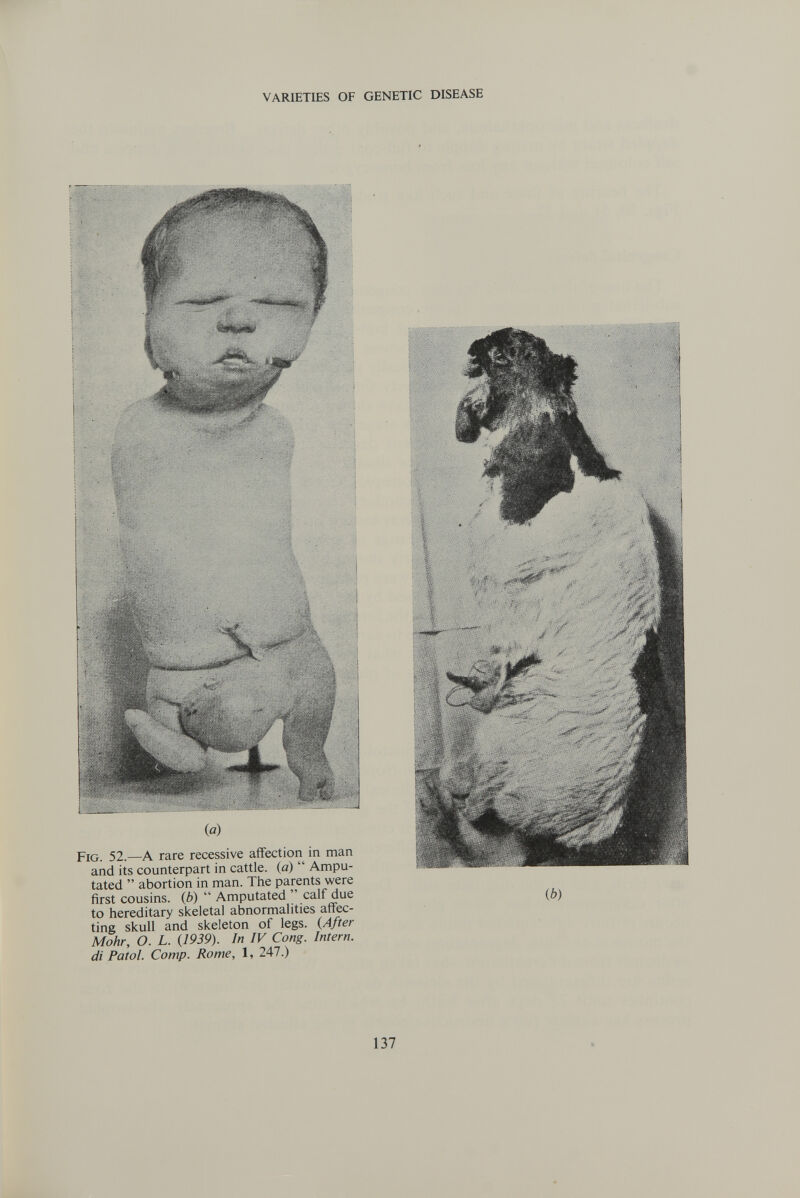 VARIETIES OF GENETIC DISEASE {a) Fig. 52.—A rare recessive affection in man and its counterpart in cattle, (a)  Ampu¬ tated  abortion in man. The parents were first cousins, (b)  Amputated  calf due to hereditary skeletal abnormalities affec¬ ting skull and skeleton of legs. (After Möhr, О. L. {1939). In IV Cong. Intern, di Fatol. Сотр. Rome, 1, 247.) ib) 137