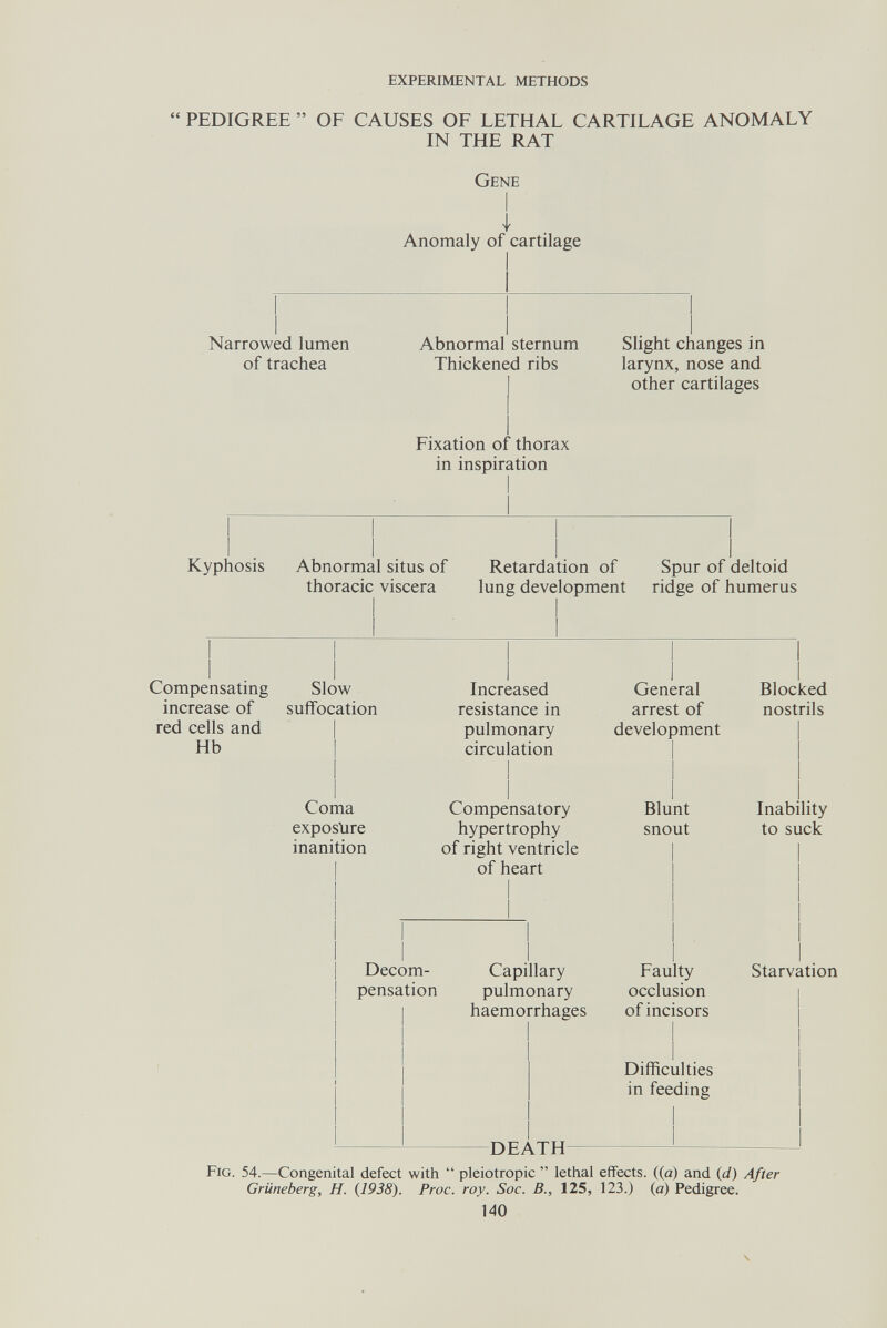 experimental methods PEDIGREE  OF CAUSES OF LETHAL CARTILAGE ANOMALY IN THE RAT Gene Anomaly of cartilage Narrowed lumen of trachea Abnormal sternum Thickened ribs Fixation of thorax in inspiration Slight changes in larynx, nose and other cartilages Kyphosis Abnormal situs of thoracic viscera Retardation of Spur of deltoid lung development ridge of humerus Compensating increase of red cells and Hb Slow suffocation Coma exposüre inanition Increased resistance in pulmonary circulation Compensatory hypertrophy of right ventricle of heart Decom¬ pensation Capillary pulmonary haemorrhages DEATH General arrest of development Blunt snout Faulty occlusion of incisors Difficulties in feeding Blocked nostrils Inability to suck Starvation Fig. 54.—Congenital defect with  pleiotropic  lethal effects, ((a) and (d) After Grüneberg, H. (1938). Proc. roy. Soc. В., 125, 123.) (a) Pedigree. 140 S