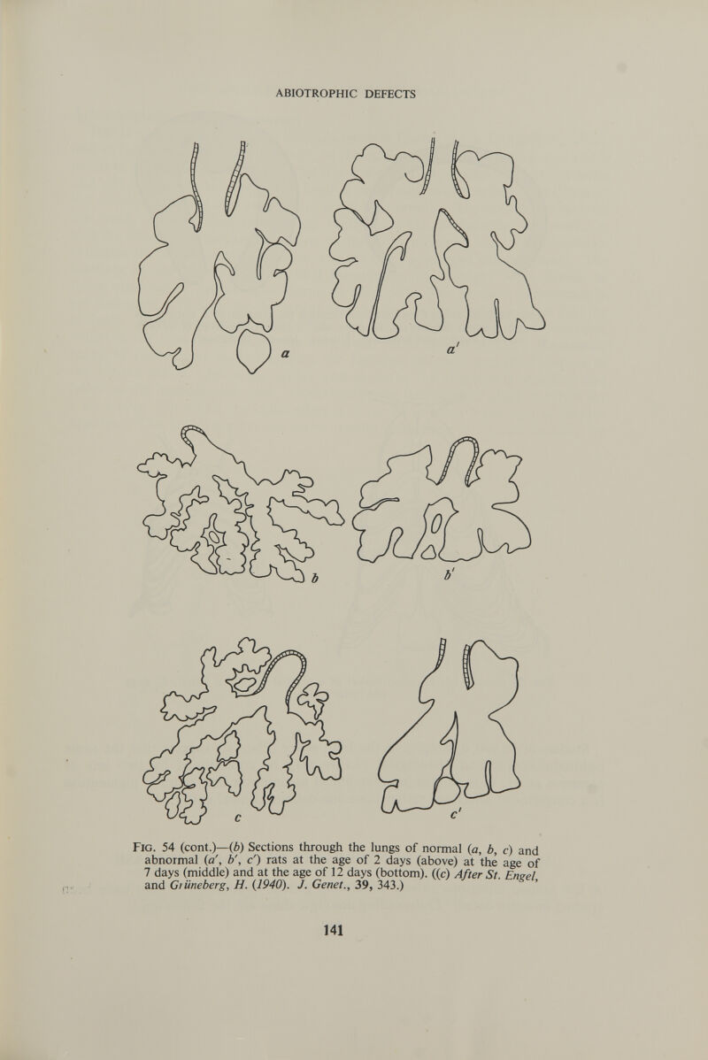 ABIOTROPHIC DEFECTS Fig. 54 (coni.)—(A) Sections through the lungs of normal (a, b, c) and abnormal (a', b', c') rats at the age of 2 days (above) at thè age of 7 days (middle) and at the age of 12 days (bottom), ((c) A fter St Enepì and Gl üneberg, H. {1940). J. Genet., 39,343.) ■ 141