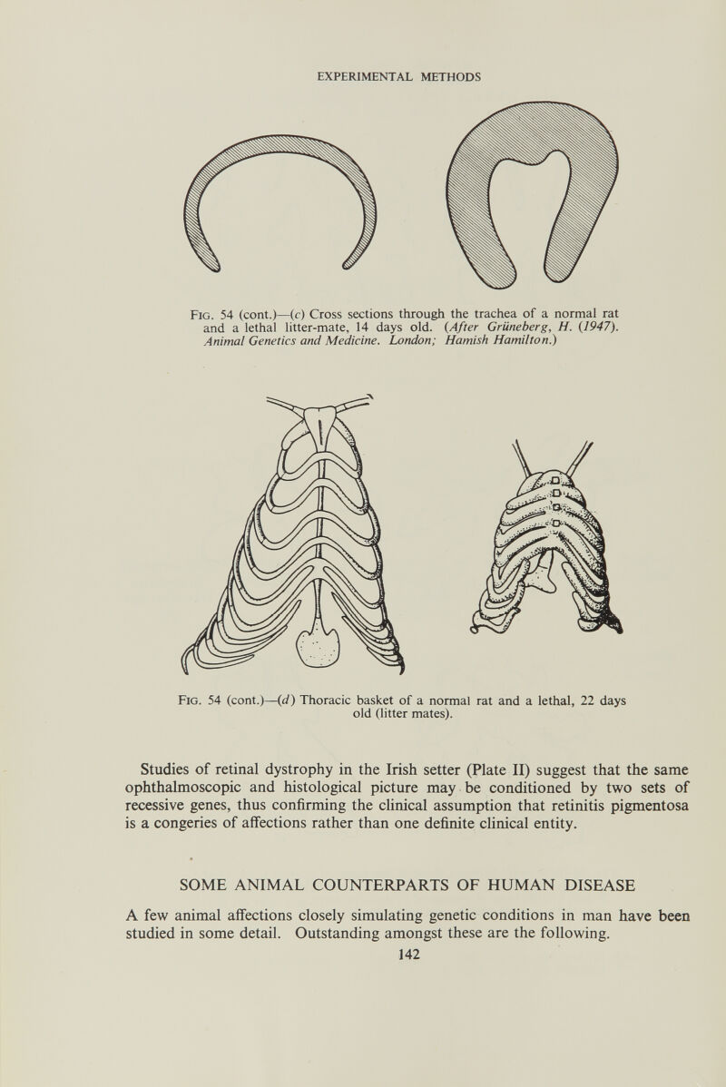 EXPERIMENTAL METHODS Fig. 54 (cont.)—(с) Cross sections through the trachea of a normal rat and a lethal litter-mate, 14 days old. {After Grüneber g, H. (1947). Animal Genetics and Medicine. London; Hamish Hamilton.) Fig. 54 (cont.)—{d) Thoracic basket of a normal rat and a lethal, 22 days old (litter mates). Studies of retinal dystrophy in the Irish setter (Plate II) suggest that the same ophthalmoscopic and histological picture may be conditioned by two sets of recessive genes, thus confirming the clinical assumption that retinitis pigmentosa is a congeries of affections rather than one definite clinical entity. SOME ANIMAL COUNTERPARTS OF HUMAN DISEASE A few animal affections closely simulating genetic conditions in man have been studied in some detail. Outstanding amongst these are the following. 142