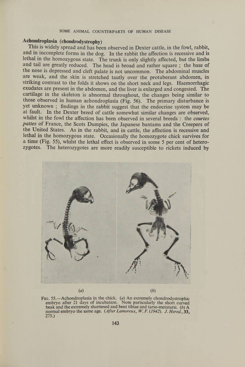 SOME ANIMAL COUNTERPARTS OF HUMAN DISEASE Achondroplasia (chondrodystrophy) This is widely spread and has been observed in Dexter cattle, in the fowl, rabbit, and in incomplete forms in the dog. In the rabbit the affection is recessive and is lethal in the homozygous state. The trunk is only shghtly affected, but the limbs and tail are greatly reduced. The head is broad and rather square ; the base of the nose is depressed and cleft palate is not uncommon. The abdominal muscles are weak, and the skin is stretched tautly over the protuberant abdomen, in striking contrast to the folds it shows on the short neck and legs. Haemorrhagic exudates are present in the abdomen, and the Hver is enlarged and congested. The cartilage in the skeleton is abnormal throughout, the changes being similar to those observed in human achondroplasia (Fig. 56). The primary disturbance is yet unknown ; findings in the rabbit suggest that the endocrine system may be at fault. In the Dexter breed of cattle somewhat similar changes are observed, whilst in the fowl the affection has been observed in several breeds : the courtes pattes of France, the Scots Dumpies, the Japanese bantams and the Creepers of the United States. As in the rabbit, and in cattle, the affection is recessive and lethal in the homozygous state. Occasionally the homozygote chick survives for a time (Fig. 55), whilst the lethal effect is observed in some 5 per cent of hetero¬ zygotes. The heterozygotes are more readily susceptible to rickets induced by ia) Ф) Fig. 55.—Achondroplasia in the chick, (a) An extremely chondrodystrophic embryo after 21 days of incubation. Note particularly the short curved beak and the extremely shortened and bent tibiae and tarso-metatarsi, (b) A normal embryo the same age. (After Lamoreux, fV. F. {1942). J. Hered., 33, 275.) 143