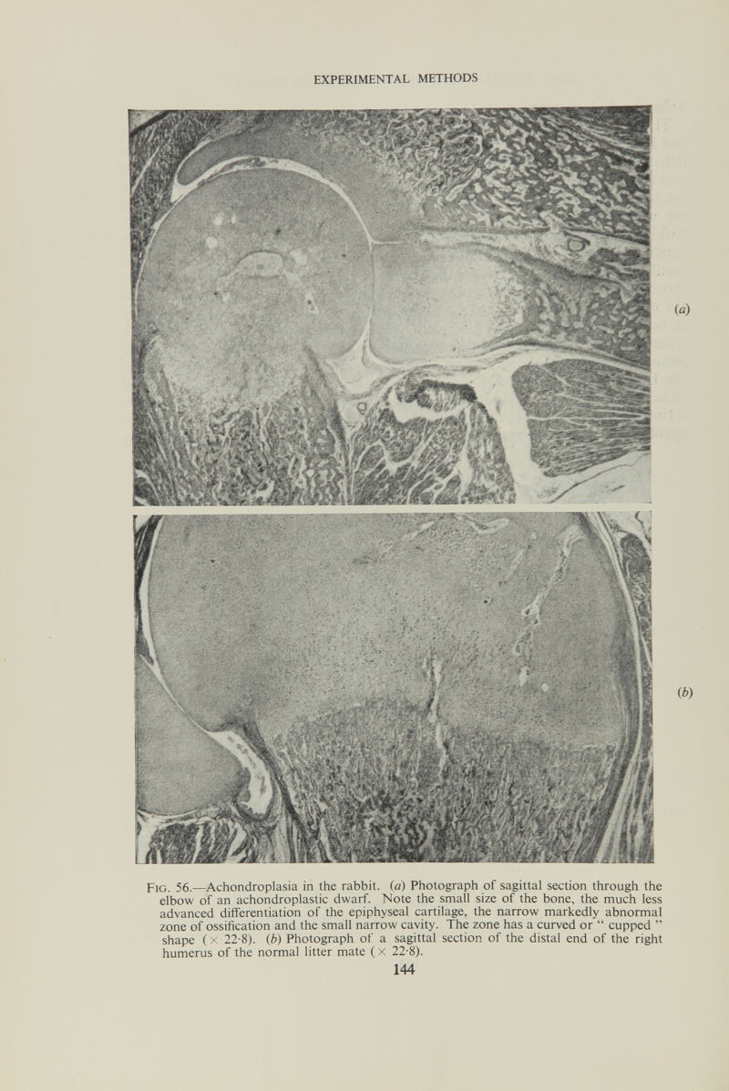 EXPERIMENTAL METHODS Fig. 56.—Achondroplasia in the rabbit, id) Photograph of sagittal section through the elbow of an achondroplastic dwarf. Note the small size of the bone, the much less advanced differentiation of the epiphyseal cartilage, the narrow markedly abnormal zone of ossification and the small narrow cavity. The zone has a curved or  cupped  shape ( X 22-8). {b) Photograph of a sagittal section of the distal end of the right humerus of the normal litter mate (x 22-8). 144