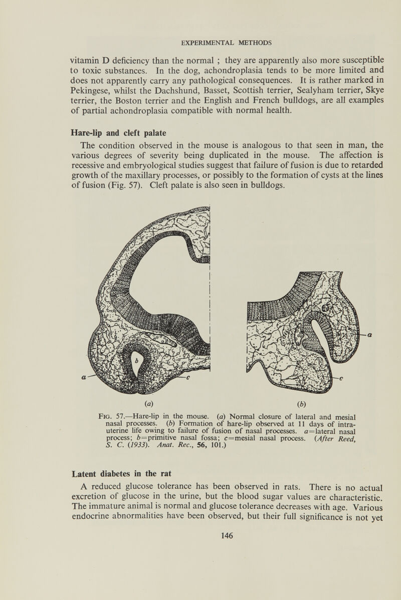 EXPERIMENTAL METHODS vitamin D deficiency than the normal ; they are apparently also more susceptible to toxic substances. In the dog, achondroplasia tends to be more hmited and does not apparently carry any pathological consequences. It is rather marked in Pekingese, whilst the Dachshund, Basset, Scottish terrier, Sealyham terrier, Skye terrier, the Boston terrier and the EngUsh and French bulldogs, are all examples of partial achondroplasia compatible with normal health. Hare-lip and cleft palate The condition observed in the mouse is analogous to that seen in man, the various degrees of severity being duplicated in the mouse. The affection is recessive and embryological studies suggest that failure of fusion is due to retarded growth of the maxillary processes, or possibly to the formation of cysts at the lines of fusion (Fig. 57). Cleft palate is also seen in bulldogs. (a) (6) Fig. 57.—Hare-lip in the mouse, (a) Normal closure of lateral and mesial nasal processes, (è) Formation of hare-lip observed at 11 days of intra¬ uterine life owmg to failure of fusion of nasal processes. a=lateral nasal process; 6=primitive nasal fossa; с=mesial nasal process. (After Reed S. C. (1933). Amt. Ree., 56, 101.) Latent diabetes in the rat A reduced glucose tolerance has been observed in rats. There is no actual excretion of glucose in the urine, but the blood sugar values are characteristic. The immature animal is normal and glucose tolerance decreases with age. Various endocrine abnormaUties have been observed, but their full significance is not yet 146