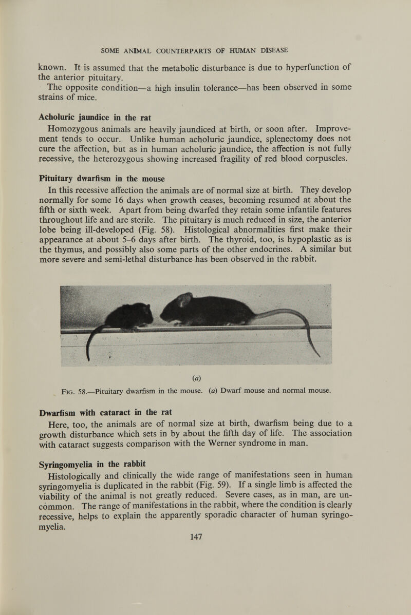 SOME ANIMAL COUNTERPARTS OF HUMAN DBEASE known. It is assumed that the metabolic disturbance is due to hyperfunction of the anterior pituitary. The opposite condition—a high insuUn tolerance—has been observed in some strains of mice. Acholuric jaundice in the rat Homozygous animals are heavily jaundiced at birth, or soon after. Improve¬ ment tends to occur. Unlike human acholuric jaundice, splenectomy does not cure the affection, but as in human acholuric jaundice, the affection is not fully recessive, the heterozygous showing increased fragility of red blood corpuscles. Pituitary dwarfism in the mouse In this recessive affection the animals are of normal size at birth. They develop normally for some 16 days when growth ceases, becoming resumed at about the fifth or sixth week. Apart from being dwarfed they retain some infantile features throughout Ufe and are sterñe. The pituitary is much reduced in size, the anterior lobe being ill-developed (Fig. 58). Histological abnormahties first make their appearance at about 5-6 days after birth. The thyroid, too, is hypoplastic as is the thymus, and possibly also some parts of the other endocrines. A similar but more severe and semi-lethal disturbance has been observed in the rabbit. (û) Fig. 58.—Pituitary dwarfism in the mouse, (a) Dwarf mouse and normal mouse. Dwarfism with cataract in the rat Here, too, the animals are of normal size at birth, dwarfism being due to a growth disturbance which sets in by about the fifth day of Hfe. The association with cataract suggests comparison with the Werner syndrome in man. Syringomyelia in the rabbit Histologically and clinically the wide range of manifestations seen in human syringomyeha is duplicated in the rabbit (Fig. 59). If a single hmb is affected the viability of the animal is not greatly reduced. Severe cases, as in man, are un¬ common. The range of manifestations in the rabbit, where the condition is clearly recessive, helps to explain the apparently sporadic character of human syringo¬ myelia. 147