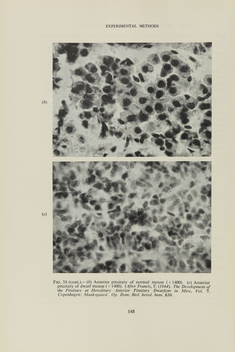 EXPERIMENTAL METHODS Fig. 58 (cont.).—(6) Anterior pituitary of normal mouse (xl400). (с) Anterior pituitary of dwarf mouse ( x 1400). {After Francis, T. {1944). The Development of the Pituitary at Hereditary Anterior Pituitary Dwarfism in Mice, Vol. 7. Copenhagen: Munksgaard. Op. Dom. Biol, hered. hum. Kbh. 148