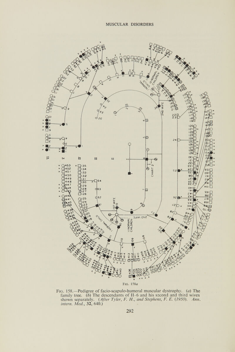 MUSCULAR DISORDERS Fig. 158a Fig. 158.—Pedigree of facio-scapulo-humeral muscular dystrophy, (a) The family tree. (6) The descendants of II-6 and his sscond and third wives shown separately. {After Tyler, F. H., and Stephens, F. E. (1950). Ann. intern. Med., 32, 640.)