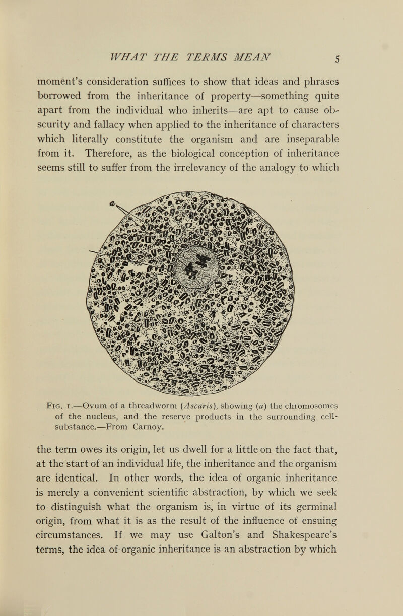 WHAT THE TERMS MEAN 5 moment's consideration suffices to show that ideas and phrases borrowed from the inheritance of property—something quite apart from the individual who inherits—are apt to cause ob¬ scurity and fallacy when applied to the inheritance of characters which literally constitute the organism and are inseparable from it. Therefore, as the biological conception of inheritance seems still to suffer from the irrelevancy of the analogy to which Fig. i.—Ovum of a threadworm (Ascaris), showing (я) the chromosomes of the nucleus, and the reserve products in the surrounding cell- substance.—From Carnoy. the term owes its origin, let us dwell for a little on the fact that, at the start of an individual life, the inheritance and the organism are identical. In other words, the idea of organic inheritance is merely a convenient scientific abstraction, by which we seek to distinguish what the organism is, in virtue of its germinal origin, from what it is as the result of the influence of ensuing circumstances. If we may use Galton's and Shakespeare's terms, the idea of organic inheritance is an abstraction by which