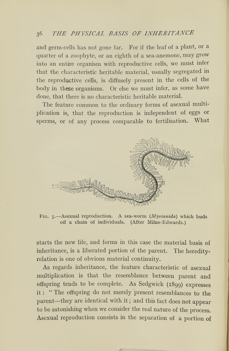 зб THE PHYSICAL BASIS OF INHERITANCE and germ-cells has not gone far. For if the leaf of a plant, or a quarter of a zoophyte, or an eighth of a sea-anemone, may grow into an entire organism with reproductive cells, we must infer that the characteristic heritable material, usually segregated in the reproductive cells, is diffusely present in the cells of the body in these organisms. Or else we must infer, as some have done, that there is no characteristic heritable material. The feature common to the ordinary forms of asexual multi¬ plication is, that the reproduction is independent of eggs or sperms, or of any process comparable to fertilisation. What Fig. 5.—Asexual reproduction. A sea-worm {Myrianida) which buds ofí a chain of individuals. (After Milne-Edwards.) starts the new life, and forms in this case the material basis of inheritance, is a liberated portion of the parent. The heredity- relation is one of obvious material continuity. As regards inheritance, the feature characteristic of asexual multiplication is that the resemblance between parent and offspring tends to be complete. As Sedgwick (1899) expresses it ;  The offspring do not merely present resemblances to the parent—they are identical with it ; and this fact does not appear to be astonishing when we consider the real nature of the process. Asexual reproduction consists in the separation of a portion of