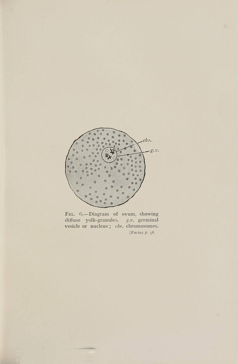 Fig. б.—Diagram of ovum, showing diffuse yolk-granules. g.v. germinal vesicle or nucleus ; chr. chromosomes. [Faci7ig p. 38.