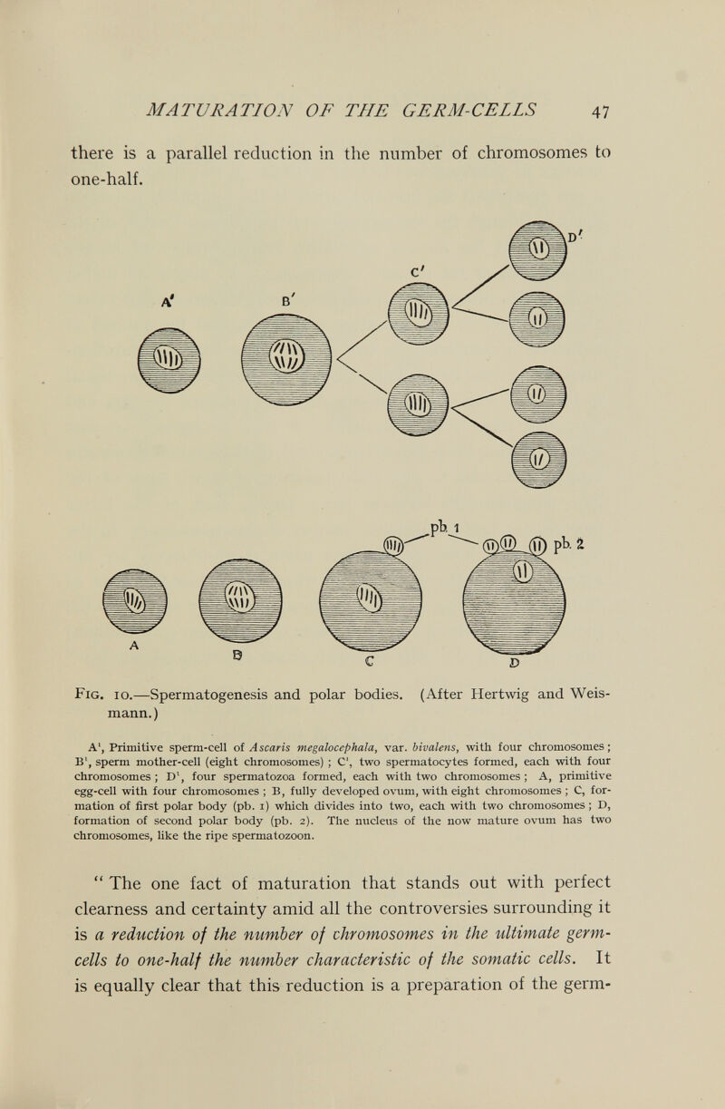 MATURATION OF THE GERM-CELLS 47 there is a parallel reduction in the number of chromosomes to one-half. Fig. io.—Spermatogenesis and polar bodies. (After Hertwig and Weis- mann.) A', Primitive sperm-cell of Ascaris megalocephala, var. bivalens, with four chromosomes; B', sperm mother-cell (eight chromosomes) ; C, two spermatocytes formed, each with four chromosomes ; D', four spermatozoa formed, each with two chromosomes ; A, primitive egg-cell with four chromosomes ; B, fully developed ovum, with eight chromosomes ; C, for¬ mation of first polar body (pb. i) which divides into two, each with two chromosomes ; D, formation of second polar body (pb. 2). The nucleus of the now mature ovum has two chromosomes, like the ripe spermatozoon.  The one fact of maturation that stands out with perfect clearness and certainty amid all the controversies surrounding it is a reduction of the number of chromosomes in the ultimate germ- cells to one-half the number characteristic of the somatic cells. It is equally clear that this reduction is a preparation of the germ-