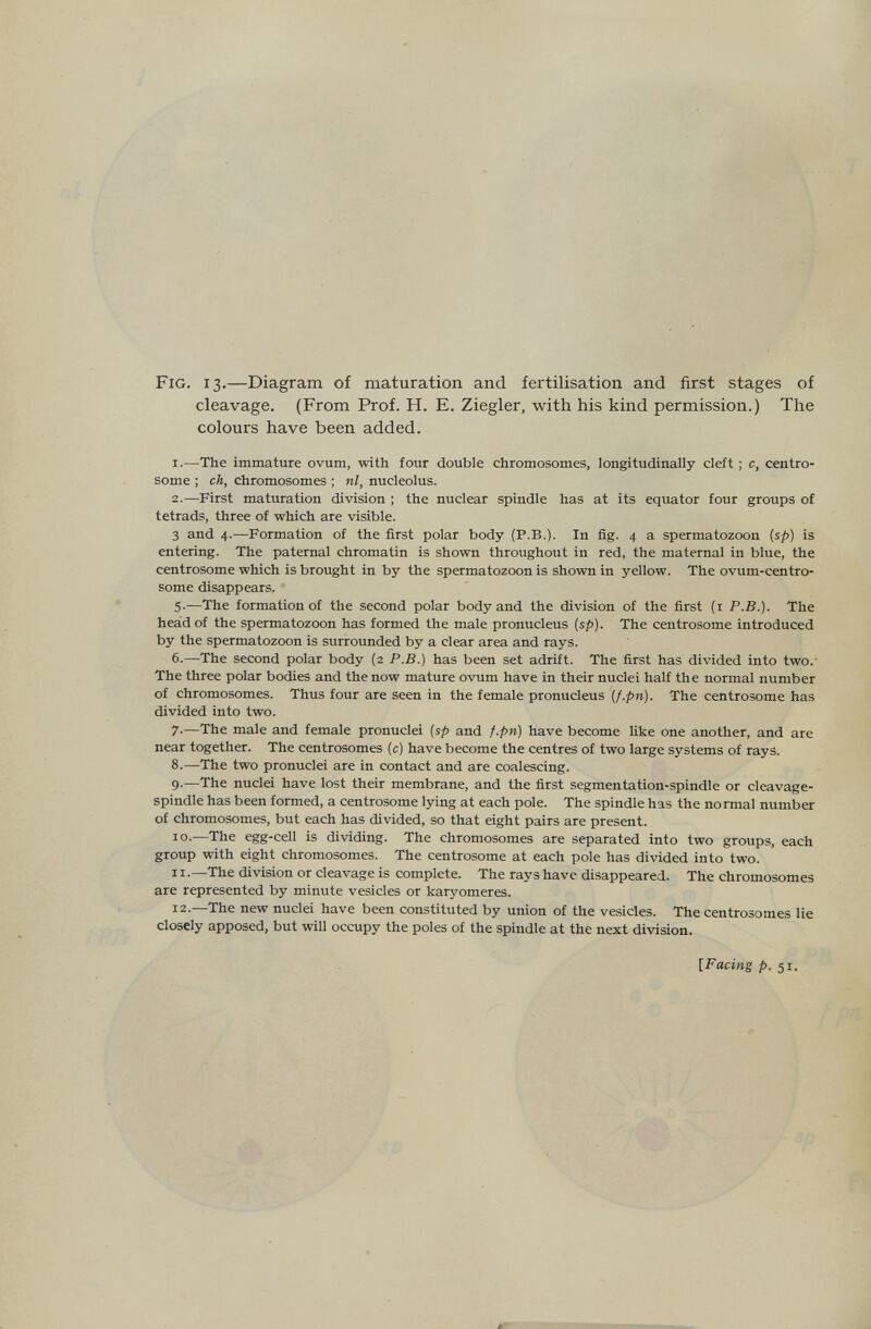 Fig. 13.—Diagram of maturation and fertilisation and first stages of cleavage. (From Prof. H. E. Ziegler, with his kind permission.) The colours have been added. 1.—The immature ovum, with four double chromosomes, longitudinally cleft ; c, centro- some ; eh, chromosomes ; ni, nucleolus. 2.—First maturation division ; the nuclear spindle has at its equator four groups of tetrads, three of which are visible. 3 and 4.-—Formation of the first polar body (P.В.). In ñg. 4 a spermatozoon (sp) is entering. The paternal chromatin is shown throughout in red, the maternal in blue, the centrosome which is brought in by the spermatozoon is shown in yellow. The ovum-centro- some disappears. 5.—The formation of the second polar body and the division of the first (i P.В.). The heádof the spermatozoon has formed the male pronucleus (sp). The centrosome introduced by the spermatozoon is surrounded by a clear area and rays. 6.—The second polar body (2 P.B.) has been set adrift. The first has divided into two.' The three polar bodies and the now mature ovum have in their nuclei half the normal number of chromosomes. Thus four are seen in the female pronucleus [f.pn). The centrosome has divided into two. 7.—The male and female pronuclei (sp and f.pn) have become like one another, and are near together. The centrosomes (c) have become the centres of two large systems of rays. 8.—The two pronuclei are in contact and are coalescing. 9.—The nuclei have lost their membrane, and the first segmentation-spindle or cleavage- spindle has been formed, a centrosome lying at each pole. The spindle has the normal number of chromosomes, but each has divided, so that eight pairs are present. 10.—The egg-cell is dividing. The chromosomes are separated into two groups, each group with eight chromosomes. The centrosome at each pole has divided into two. 11.—The division or cleavage is complete. The rays have disappeared. The chromosomes are represented by minute vesicles or karyomeres. 12.—The new nuclei have been constituted by union of the vesicles. The centrosomes lie closely apposed, but will occupy the poles of the spindle at the next division. [Facing p. 51. á