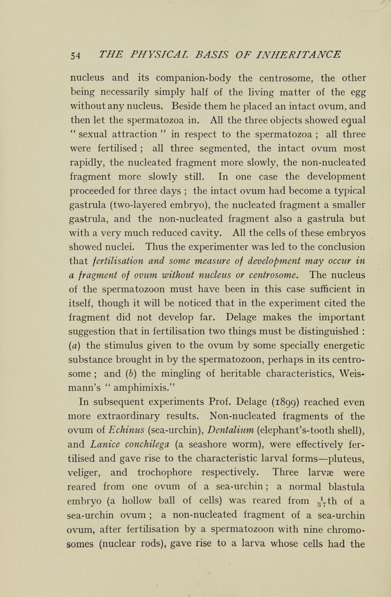 54 THE PHYSICAL BASIS OF INHERITANCE nucleus and its companion-body the centrosome, the other being necessarily simply half of the living matter of the egg without any nucleus. Beside them he placed an intact ovum, and then let the spermatozoa in. All the three objects showed e<jual  sexual attraction  in respect to the spermatozoa ; all three were fertilised ; all three segmented, the intact ovum most rapidly, the nucleated fragment more slowly, the non-nucleated fragment more slowly still. In one case the development proceeded for three days ; the intact ovum had become a typical gastrula (two-layered embryo), the nucleated fragment a smaller gastrula, and the non-nucleated fragment also a gastrula but with a very much reduced cavity. All the cells of these embryos showed nuclei. Thus the experimenter was led to the conclusion that fertilisation and some measure of development may occur in a fragment of ovum without nucleus or centrosome. The nucleus of the spermatozoon must have been in this case sufficient in itself, though it will be noticed that in the experiment cited the fragment did not develop far. Belage makes the important suggestion that in fertilisation two things must be distinguished : {a) the stimulus given to the ovum by some specially energetic substance brought in by the spermatozoon, perhaps in its centro¬ some ; and (Ô) the mingling of heritable characteristics, Weis- mann's  amphimixis. In subsequent experiments Prof. Belage (1899) reached even more extraordinary results. Non-nucleated fragments of the ovum of Echinus (sea-urchin), Dentalium (elephant's-tooth shell), and Lanice conchilega (a seashore worm), were effectively fer¬ tilised and gave rise to the characteristic larval forms—pluteus, veliger, and trochophore respectively. Three larvae were reared from one ovum of a sea-urchin ; a normal blastula embryo (a hollow ball of cells) was reared from -g^th of a sea-urchin ovum ; a non-nucleated fragment of a sea-urchin ovum, after fertilisation by a spermatozoon with nine chromo¬ somes (nuclear rods), gave rise to a larva whose cells had the