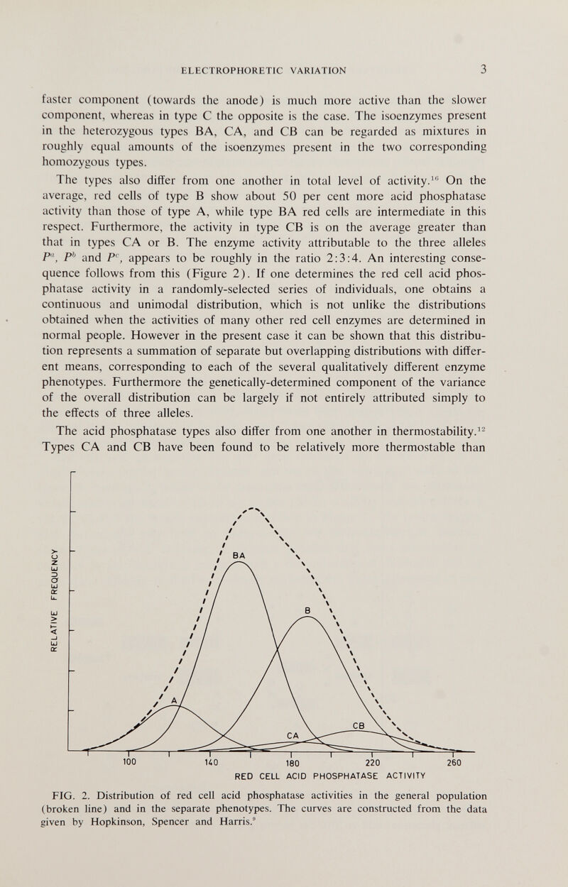 ELECTROPHORETIC VARIATION 3 faster component (towards the anode) is much more active than the slower component, whereas in type С the opposite is the case. The isoenzymes present in the heterozygous types BA, CA, and CB can be regarded as mixtures in roughly equal amounts of the isoenzymes present in the two corresponding homozygous types. The types also differ from one another in total level of activity.''* On the average, red cells of type В show about 50 per cent more acid phosphatase activity than those of type A, while type BA red cells are intermediate in this respect. Furthermore, the activity in type CB is on the average greater than that in types CA or B. The enzyme activity attributable to the three alleles P, and P^, appears to be roughly in the ratio 2:3:4. An interesting conse¬ quence follows from this (Figure 2). If one determines the red cell acid phos¬ phatase activity in a randomly-selected series of individuals, one obtains a continuous and unimodal distribution, which is not unlike the distributions obtained when the activities of many other red cell enzymes are determined in normal people. However in the present case it can be shown that this distribu¬ tion represents a summation of separate but overlapping distributions with differ¬ ent means, corresponding to each of the several qualitatively different enzyme phenotypes. Furthermore the genetically-determined component of the variance of the overall distribution can be largely if not entirely attributed simply to the effects of three alleles. The acid phosphatase types also differ from one another in thermostability.^^ Types CA and CB have been found to be relatively more thermostable than RED CELL ACID PHOSPHATASE ACTIVITY FIG. 2. Distribution of red cell acid phosphatase activities in the general population (broken line) and in the separate phenotypes. The curves are constructed from the data given by Hopkinson, Spencer and Harris.