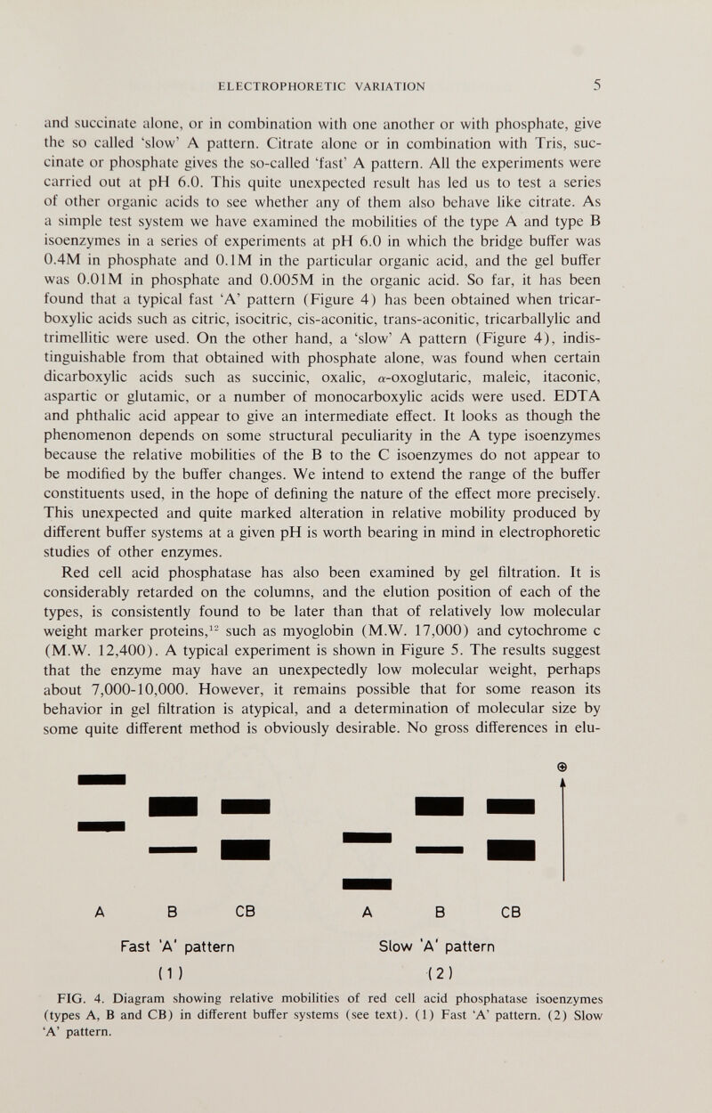 ELECTROPHORETIC VARIATION 5 and succinate alone, or in combination with one another or with phosphate, give the so called 'slow' A pattern. Citrate alone or in combination with Tris, suc¬ cinate or phosphate gives the so-called 'fast' A pattern. All the experiments were carried out at pH 6.0. This quite unexpected result has led us to test a series of other organic acids to see whether any of them also behave like citrate. As a simple test system we have examined the mobilities of the type A and type В isoenzymes in a series of experiments at pH 6.0 in which the bridge buffer was 0.4M in phosphate and 0.1 M in the particular organic acid, and the gel buffer was 0.01 M in phosphate and 0.005M in the organic acid. So far, it has been found that a typical fast 'A' pattern (Figure 4) has been obtained when tricar¬ boxylic acids such as citric, isocitric, cis-aconitic, trans-aconitic, tricarballylic and trimellitic were used. On the other hand, a 'slow' A pattern (Figure 4), indis¬ tinguishable from that obtained with phosphate alone, was found when certain dicarboxylic acids such as succinic, oxalic, a-oxoglutaric, maleic, itaconic, aspartic or glutamic, or a number of monocarboxylic acids were used. EDTA and phthalic acid appear to give an intermediate effect. It looks as though the phenomenon depends on some structural peculiarity in the A type isoenzymes because the relative mobilities of the В to the С isoenzymes do not appear to be modified by the buffer changes. We intend to extend the range of the buffer constituents used, in the hope of defining the nature of the effect more precisely. This unexpected and quite marked alteration in relative mobility produced by different buffer systems at a given pH is worth bearing in mind in electrophoretic studies of other enzymes. Red cell acid phosphatase has also been examined by gel filtration. It is considerably retarded on the columns, and the elution position of each of the types, is consistently found to be later than that of relatively low molecular weight marker proteins, such as myoglobin (M.W. 17,000) and cytochrome с (M.W. 12,400). A typical experiment is shown in Figure 5. The results suggest that the enzyme may have an unexpectedly low molecular weight, perhaps about 7,000-10,000. However, it remains possible that for some reason its behavior in gel filtration is atypical, and a determination of molecular size by some quite different method is obviously desirable. No gross differences in elu- A В CB A В CB Fast 'A' pattern Slow 'A' pattern ( 1 ) ( 2 ) FIG. 4. Diagram showing relative mobilities of red cell acid phosphatase isoenzymes (types A, В and CB) in different buffer systems (see text). (1) Fast 'A' pattern. (2) Slow 'A' pattern.