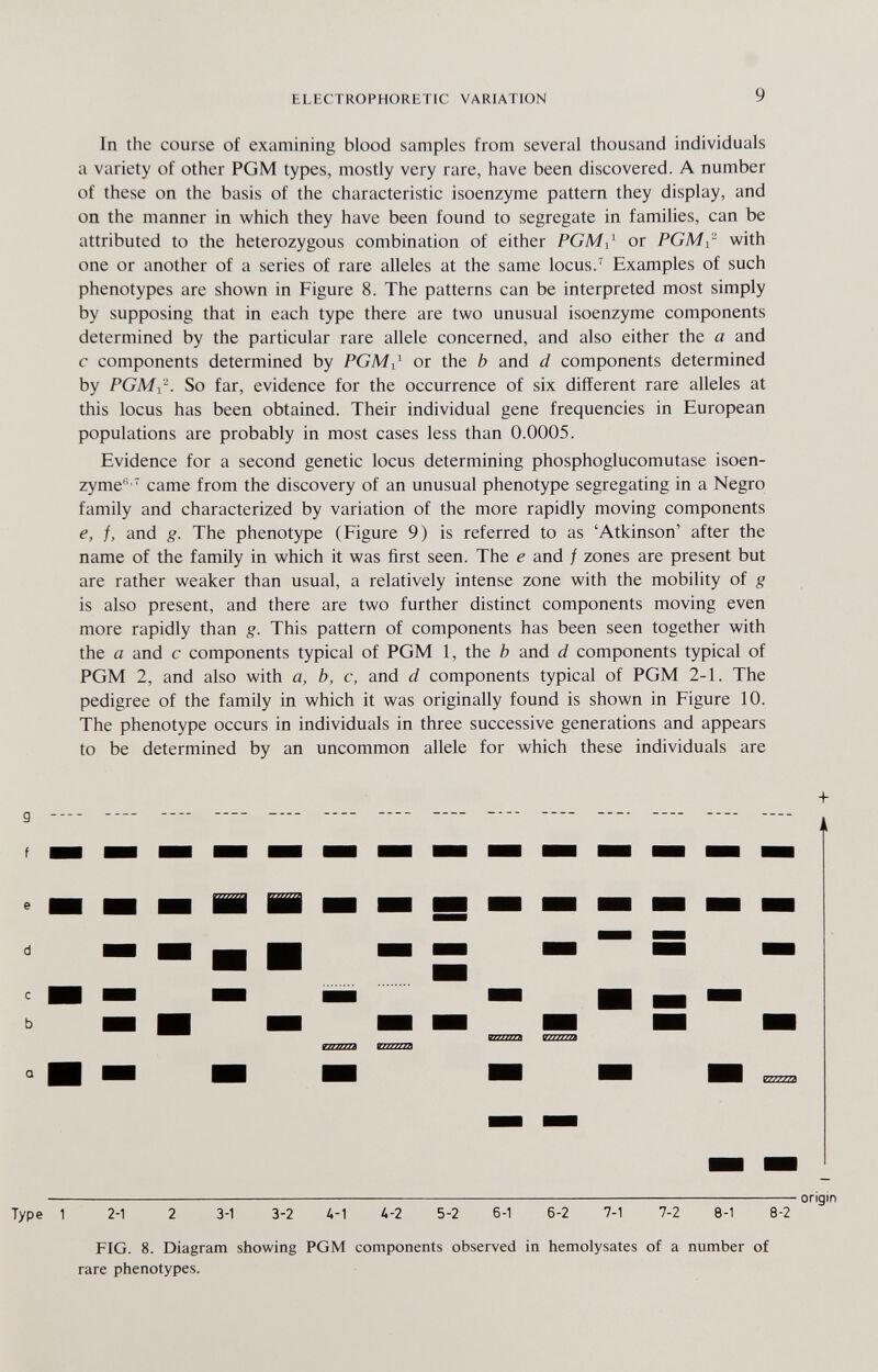 ELECTROPHORETIC VARIATION 9 In the course of examining blood samples from several thousand individuals a variety of other PGM types, mostly very rare, have been discovered. A number of these on the basis of the characteristic isoenzyme pattern they display, and on the manner in which they have been found to segregate in families, can be attributed to the heterozygous combination of either PGM,' or PGMi- with one or another of a series of rare alleles at the same locus. Examples of such phenotypes are shown in Figure 8. The patterns can be interpreted most simply by supposing that in each type there are two unusual isoenzyme components determined by the particular rare allele concerned, and also either the a and с components determined by PGM^^ or the b and d components determined by PGMi-. So far, evidence for the occurrence of six different rare alleles at this locus has been obtained. Their individual gene frequencies in European populations are probably in most cases less than 0.0005. Evidence for a second genetic locus determining phosphoglucomutase isoen¬ zyme'' came from the discovery of an unusual phenotype segregating in a Negro family and characterized by variation of the more rapidly moving components e, f, and g. The phenotype (Figure 9) is referred to as 'Atkinson' after the name of the family in which it was first seen. The e and f zones are present but are rather weaker than usual, a relatively intense zone with the mobility of g is also present, and there are two further distinct components moving even more rapidly than g. This pattern of components has been seen together with the a and с components typical of PGM 1, the b and d components typical of PGM 2, and also with a, b, c, and d components typical of PGM 2-1. The pedigree of the family in which it was originally found is shown in Figure 10. The phenotype occurs in individuals in three successive generations and appears to be determined by an uncommon allele for which these individuals are + il origin 1 2-1 2 3-1 3-2 4-1 Д-2 5-2 6-1 6-2 7-1 7-2 8-1 8-2 FIG. 8. Diagram showing PGM components observed in hemolysates of a number of rare phenotypes.