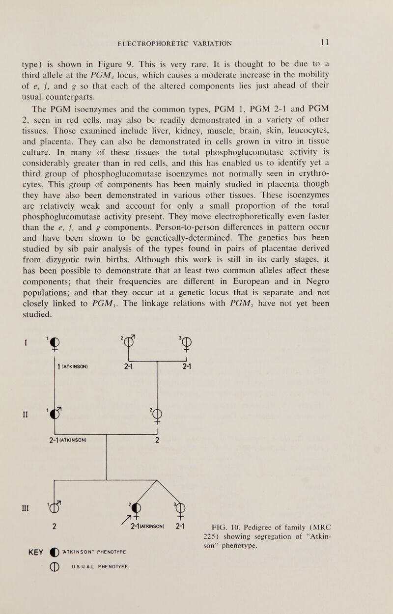 ELECTROPHORETIC VARIATION 11 type) is shown in Figure 9. This is very rare. It is thought to be due to a third allele at the PGM¿ locus, which causes a moderate increase in the mobility of e, f, and g so that each of the altered components lies just ahead of their usual counterparts. The PGM isoenzymes and the common types, PGM 1, PGM 2-1 and PGM 2, seen in red cells, may also be readily demonstrated in a variety of other tissues. Those examined include liver, kidney, muscle, brain, skin, leucocytes, and placenta. They can also be demonstrated in cells grown in vitro in tissue culture. In many of these tissues the total phosphoglucomutase activity is considerably greater than in red cells, and this has enabled us to identify yet a third group of phosphoglucomutase isoenzymes not normally seen in erythro¬ cytes. This group of components has been mainly studied in placenta though they have also been demonstrated in various other tissues. These isoenzymes are relatively weak and account for only a small proportion of the total phosphoglucomutase activity present. They move electrophoretically even faster than the e, f, and g components. Person-to-person differences in pattern occur and have been shown to be genetically-determined. The genetics has been studied by sib pair analysis of the types found in pairs of placentae derived from dizygotic twin births. Although this work is still in its early stages, it has been possible to demonstrate that at least two common alleles affect these components; that their frequencies are different in European and in Negro populations; and that they occur at a genetic locus that is separate and not closely linked to PGM^. The linkage relations with PGM, have not yet been studied. II 2-1 (atkinson) 2 III X •¿ 2-Iiatkinson) 2-1 fig. 10. Pedigree of family (MRC 225) showing segregation of Atkin¬ son phenotype. KEY € atkinson phenotype (d usual phenotype