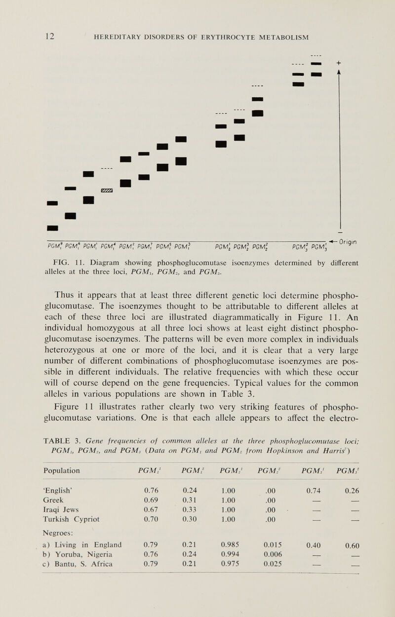 12 HEREDITARY DISORDERS OF ERYTHROCYTE METABOLISM + PGM^ PGM^ PGM', PGM^ PGM' PGM', PGM] PGM^ PGMj PGM¡ PGM¡ PGM] PGMj FIG. 11. Diagram showing phosphoglucomutase isoenzymes determined by different alleles at the three loci, PGMi, PGMi, and PGM3. Thus it appears that at least three different genetic loci determine phospho¬ glucomutase. The isoenzymes thought to be attributable to different alleles at each of these three loci are illustrated diagrammatically in Figure 11. An individual homozygous at all three loci shows at least eight distinct phospho¬ glucomutase isoenzymes. The patterns will be even more complex in individuals heterozygous at one or more of the loci, and it is clear that a very large number of different combinations of phosphoglucomutase isoenzymes are pos¬ sible in different individuals. The relative frequencies with which these occur will of course depend on the gene frequencies. Typical values for the common alleles in various populations are shown in Table 3. Figure 11 illustrates rather clearly two very striking features of phospho¬ glucomutase variations. One is that each allele appears to affect the electro- TABLE 3. Gene frequencies of common alleles at the three phosphoglucomutase loci; PGMi, PGM2, and PGMj {Data on PGM¡ and PGM2 from Hopkinson and Harris')