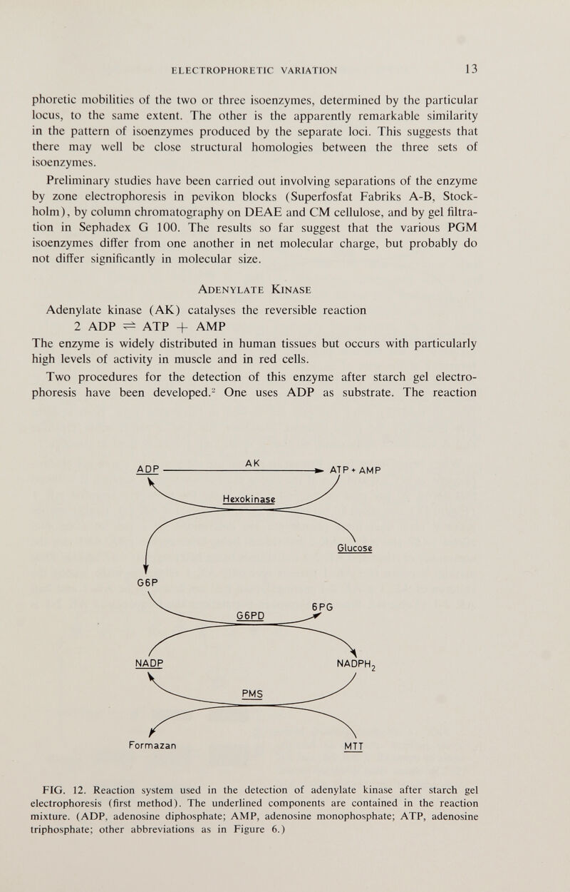 electrophoretic variation 13 phoretic mobilities of the two or three isoenzymes, determined by the particular locus, to the same extent. The other is the apparently remarkable similarity in the pattern of isoenzymes produced by the separate loci. This suggests that there may well be close structural homologies between the three sets of isoenzymes. Preliminary studies have been carried out involving separations of the enzyme by zone electrophoresis in pevikon blocks (Superfosfat Fabriks A-B, Stock¬ holm), by column chromatography on DEAE and CM cellulose, and by gel filtra¬ tion in Sephadex G 100. The results so far suggest that the various PGM isoenzymes differ from one another in net molecular charge, but probably do not differ significantly in molecular size. Adenylate Kinase Adenylate kinase (AK) catalyses the reversible reaction 2 ADP ^ ATP + AMP The enzyme is widely distributed in human tissues but occurs with particularly high levels of activity in muscle and in red cells. Two procedures for the detection of this enzyme after starch gel electro¬ phoresis have been developed.- One uses ADP as substrate. The reaction g6p FIG. 12. Reaction system used in the detection of adenylate kinase after starch gel electrophoresis (first method). The underlined components are contained in the reaction mixture. (ADP, adenosine diphosphate; AMP, adenosine monophosphate; ATP, adenosine triphosphate; other abbreviations as in Figure 6.)