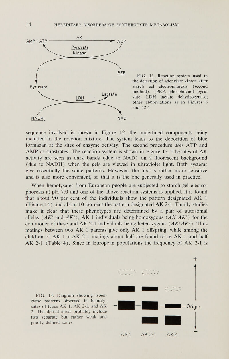14 HEREDITARY DISORDERS OF ERYTHROCYTE METABOLISM AK AMP + ATP - ADP PEP FIG. 13. Reaction system used in the detection of adenylate kinase after starch gel electrophoresis (second method). (PEP, phosphoenol pyru¬ vate; LDH lactate dehydrogenase; other abbreviations as in Figures 6 and 12.) Pyruvate NADH3 NAD sequence involved is shown in Figure 12, the underlined components being included in the reaction mixture. The system leads to the deposition of blue forraazan at the sites of enzyme activity. The second procedure uses ATP and AMP as substrates. The reaction system is shown in Figure 13. The sites of AK activity are seen as dark bands (due to NAD) on a fluorescent background (due to NADH) when the gels are viewed in ultraviolet light. Both systems give essentially the same patterns. However, the first is rather more sensitive and is also more convenient, so that it is the one generally used in practice. When hemolysates from European people are subjected to starch gel electro¬ phoresis at pH 7.0 and one of the above reaction systems is applied, it is found that about 90 per cent of the individuals show the pattern designated AK 1 (Figure 14) and about 10 per cent the pattern designated AK 2-1. Family studies make it clear that these phenotypes are determined by a pair of autosomal alleles {AK^ and AK^), AK 1 individuals being homozygous (АЮАЮ) for the commoner of these and AK 2-1 individuals being heterozygous (АЮАК^). Thus matings between two AK 1 parents give only AK 1 offspring, while among the children of AK 1 x AK 2-1 matings about half are found to be AK 1 and half AK 2-1 (Table 4). Since in European populations the frequency of AK 2-1 is + FIG. 14. Diagram showing isoen¬ zyme patterns observed in hemoly¬ sates of types AK 1, AK 2-1, and AK 2. The dotted areas probably include two separate but rather weak and poorly defined zones. — Origin AK1 AK2-1 AK2