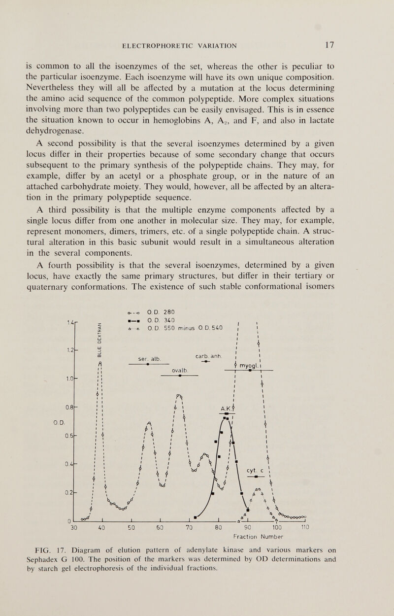 ELECTROPHORETIC VARIATION 17 is common to all the isoenzymes of the set, whereas the other is peculiar to the particular isoenzyme. Each isoenzyme will have its own unique composition. Nevertheless they will all be affected by a mutation at the locus determining the amino acid sequence of the common polypeptide. More complex situations involving more than two polypeptides can be easily envisaged. This is in essence the situation known to occur in hemoglobins A, A^, and F, and also in lactate dehydrogenase. A second possibility is that the several isoenzymes determined by a given locus differ in their properties because of some secondary change that occurs subsequent to the primary synthesis of the polypeptide chains. They may, for example, differ by an acetyl or a phosphate group, or in the nature of an attached carbohydrate moiety. They would, however, all be affected by an altera¬ tion in the primary polypeptide sequence. A third possibility is that the multiple enzyme components affected by a single locus differ from one another in molecular size. They may, for example, represent monomers, dimers, trimers, etc. of a single polypeptide chain. A struc¬ tural alteration in this basic subunit would result in a simultaneous alteration in the several components. A fourth possibility is that the several isoenzymes, determined by a given locus, have exactly the same primary structures, but differ in their tertiary or quaternary conformations. The existence of such stable conformational isomers 0---0 0. D. 280 Fraction Number FIG. 17. Diagram of elution pattern of adenylate kinase and various markers on Sephadex G 100. The position of the markers was determined by OD determinations and by starch gel electrophoresis of the individual fractions.