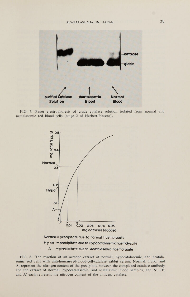 ACATALASEMIA IN JAPAN 29 # i—catatase 4ЩН|-д1<^п / purified Catatase Solution î \ Acatalasemic Blood Normal Blood FIG. 7. Paper electrophoresis of crude catalase solution isolated from normal and acatalasemic red blood cells (stage 2 of Herbert-Pinsent). mg catalase N odded Normal = precipitate due to normal haemoiysate Ну po = precipitate due to Hypocatalasemic haemoiysate A = precipitate due to Acatalasemic haemoiysate FIG. 8. The reaction of an acetone extract of normal, hypocatalasemic, and acatala¬ semic red cells with anti-human-red-blood-cell-catalase rabbit serum. Normal, hypo, and A, represent the nitrogen content of the precipitate between the complexed catalase antibody and the extract of normal, hypocatalasemic, and acatalasmic blood samples, and N', H', and A' each represent the nitrogen content of the antigen, catalase.