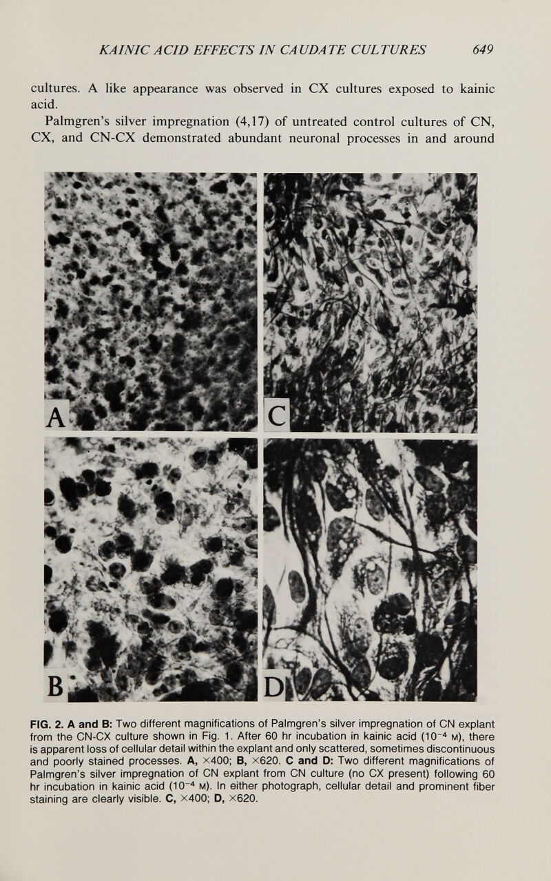 KAIMIG A CID EFFECTS IN CA UDA TE CUL TURES 649 cultures. A like appearance was observed in CX cultures exposed to kainic acid. Palmgren's silver impregnation (4,17) of untreated control cultures of CN, CX, and CN-CX demonstrated abundant neuronal processes in and around FIG. 2. A and B: Two different magnifications of Palmgren's silver impregnation of CN expiant from the CN-CX culture shown in Fig. 1. After 60 hr incubation in kainic acid (10-^ м), there is apparent loss of cellular detail within the expiant and only scattered, sometimes discontinuous and poorly stained processes. A, x400: B, X620. С and D: Two different magnifications of Palmgren's silver impregnation of CN expiant from CN culture (no CX present) following 60 hr incubation in kainic acid (10'* м). In either photograph, cellular detail and prominent fiber staining are clearly visible. C, X400; D, x620.