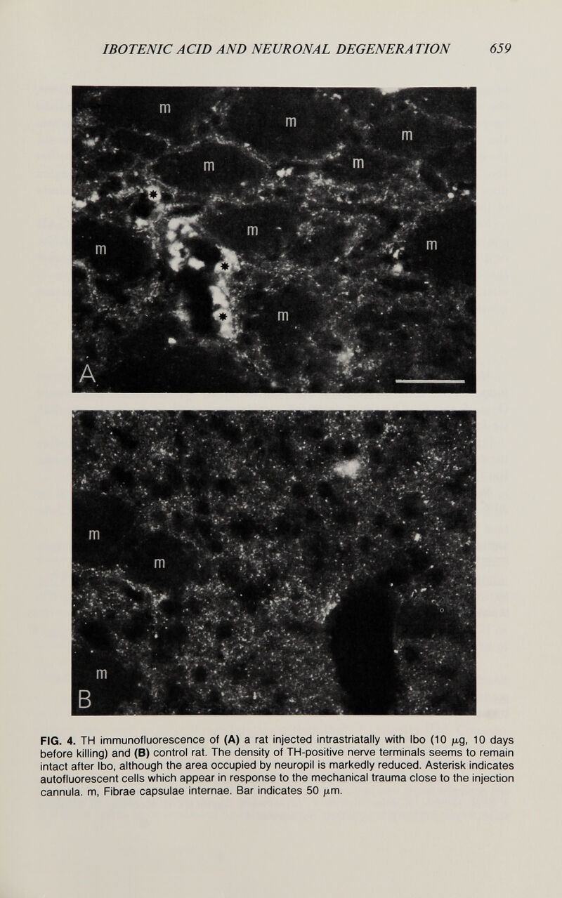 IBOTENIC ACID AND NEURONAL DEGENERATION 659 FIG. 4. TH immunofluorescence of (A) a rat injected intrastriatally with Ibo (10 fj.g, 10 days before killing) and (B) control rat. The density of TH-positive nerve terminals seems to remain intact after Ibo, although the area occupied by neuropil is markedly reduced. Asterisk indicates autofluorescent cells which appear in response to the mechanical trauma close to the injection cannula, m, Fibrae capsulae internae. Bar indicates 50 jam.