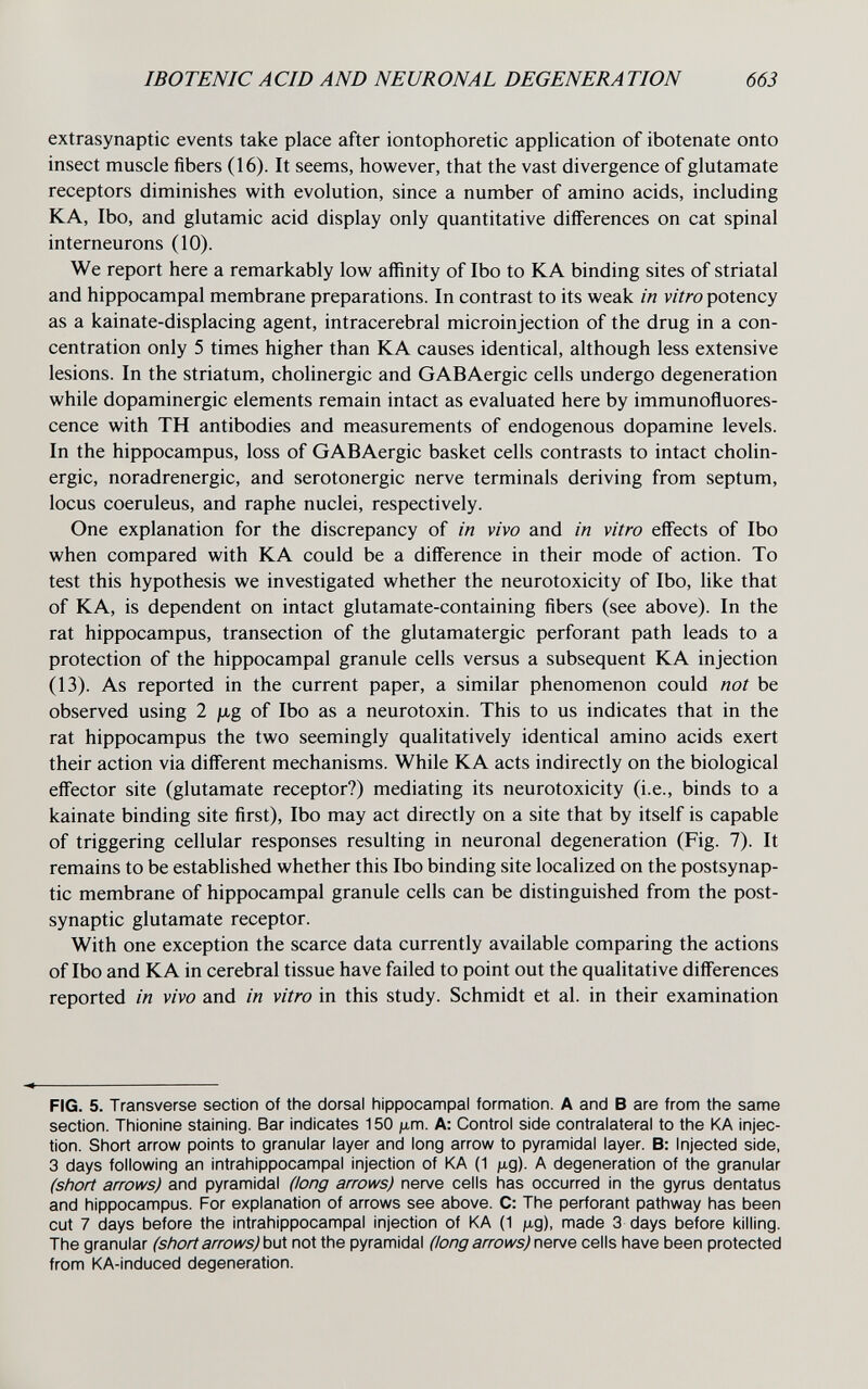 IBOTENIC ACID AND NEURONAL DEGENERATION 663 extrasynaptic events take place after iontophoretic application of ibotenate onto insect muscle fibers (16). It seems, however, that the vast divergence of glutamate receptors diminishes with evolution, since a number of amino acids, including KA, Ibo, and glutamic acid display only quantitative differences on cat spinal interneurons (10). We report here a remarkably low affinity of Ibo to К A binding sites of striatal and hippocampal membrane preparations. In contrast to its weak in vitro potency as a kainate-displacing agent, intracerebral microinjection of the drug in a con¬ centration only 5 times higher than KA causes identical, although less extensive lesions. In the striatum, cholinergic and GABAergic cells undergo degeneration while dopaminergic elements remain intact as evaluated here by immunofluores¬ cence with TH antibodies and measurements of endogenous dopamine levels. In the hippocampus, loss of GABAergic basket cells contrasts to intact cholin¬ ergic, noradrenergic, and serotonergic nerve terminals deriving from septum, locus coeruleus, and raphe nuclei, respectively. One explanation for the discrepancy of in vivo and in vitro effects of Ibo when compared with К A could be a difference in their mode of action. To test this hypothesis we investigated whether the neurotoxicity of Ibo, like that of KA, is dependent on intact glutamate-containing fibers (see above). In the rat hippocampus, transection of the glutamatergic perforant path leads to a protection of the hippocampal granule cells versus a subsequent KA injection (13). As reported in the current paper, a similar phenomenon could not be observed using 2 ¡xg of Ibo as a neurotoxin. This to us indicates that in the rat hippocampus the two seemingly qualitatively identical amino acids exert their action via different mechanisms. While KA acts indirectly on the biological effector site (glutamate receptor?) mediating its neurotoxicity (i.e., binds to a kainate binding site first), Ibo may act directly on a site that by itself is capable of triggering cellular responses resulting in neuronal degeneration (Fig. 7). It remains to be established whether this Ibo binding site localized on the postsynap¬ tic membrane of hippocampal granule cells can be distinguished from the post¬ synaptic glutamate receptor. With one exception the scarce data currently available comparing the actions of Ibo and К A in cerebral tissue have failed to point out the qualitative differences reported in vivo and in vitro in this study. Schmidt et al. in their examination FIG. 5. Transverse section of the dorsal hippocampal formation. A and В are from the same section. Thionine staining. Bar indicates 150 ;xm. A: Control side contralateral to the KA injec¬ tion. Short arrow points to granular layer and long arrow to pyramidal layer. B: Injected side, 3 days following an intrahippocampal injection of KA (1 ¡xg). A degeneration of the granular (short arrows) and pyramidal (long arrows) nerve cells has occurred in the gyrus dentatus and hippocampus. For explanation of arrows see above. C: The perforant pathway has been cut 7 days before the intrahippocampal injection of KA (1 jug), made 3 days before killing. The granular (short arrows) buX not the pyramidal (long arrows) петуе cells have been protected from KA-induced degeneration.