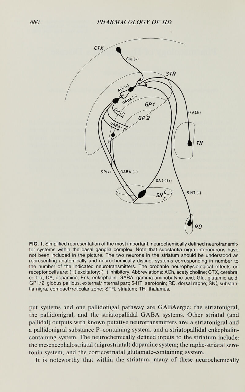 680 PHARMACOLOGY OF HD FIG. 1. Simplified representation of the most important, neurochemically defined neurotransmit¬ ter systems within the basal ganglia complex. Note that substantia nigra interneurons have not been included in the picture. The two neurons in the striatum should be understood as representing anatomically and neurochemically distinct systems corresponding in number to the number of the indicated neurotransmitters. The probable neurophysiological effects on receptor cells are: (+) excitatory; (—) inhibitory. Abbreviations: ACh, acetylcholine; CTX, cerebral cortex; DA, dopamine; Enk, enkephalin; GABA, gamma-aminobutyric acid; Glu, glutamic acid; GP1/2, globus pallldus, external/internal part; 5-HT, serotonin; RD, dorsal raphe; SNr, substan¬ tia nigra, compact/retlcular zone; STR, striatum; TH, thalamus. put systems and one pallidofugal pathway are GABAergic: the striatonigral, the pallidonigral, and the striatopalHdal GABA systems. Other striatal (and pallidal) outputs with known putative neurotransmitters are: a striatonigral and a pallidonigral substance P-containing system, and a striatopalHdal enkephalin- containing system. The neurochemically defined inputs to the striatum include: the mesencephalostriatal (nigrostriatal) dopamine system; the raphe-striatal sero¬ tonin system; and the corticostriatal glutamate-containing system. It is noteworthy that within the striatum, many of these neurochemically