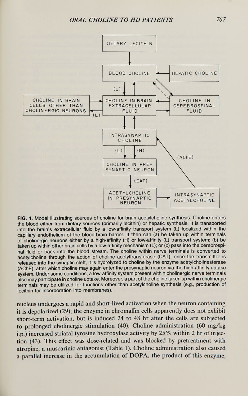 ORAL CHOLINE TO HD PATIENTS 767 FIG. 1. Model illustrating sources of choline for brain acetylcholine synthesis. Choline enters the blood either from dietary sources (primarily lecithin) or hepatic synthesis. It is transported into the brain's extracellular fluid by a low-affinity transport system (L) localized within the capillary endothelium of the blood-brain barrier. It then can (a) be taken up within terminals of cholinergic neurons either by a high-affinity (H) or low-affinity (L) transport system; (b) be taken up within other brain cells by a low-affinity mechanism (L); or (c) pass into the cerebrospi¬ nal fluid or back into the blood stream. The choline within nerve terminals is converted to acetylcholine through the action of choline acetyltransferase (CAT); once the transmitter is released into the synaptic cleft, it is hydrolyzed to choline by the enzyme acetylcholinesterase (AChE), after which choline may again enter the presynaptic neuron via the high-affinity uptake system. Under some conditions, a low-affinity system present within cholinergic nerve terminals also may participate in choline uptake. Moreover, a part of the choline taken up within cholinergic terminals may be utilized for functions other than acetylcholine synthesis (e.g., production of lecithin for incorporation into membranes). nucleus undergoes a rapid and short-lived activation when the neuron containing it is depolarized (29); the enzyme in chromaffin cells apparently does not exhibit short-term activation, but is induced 24 to 48 hr after the cells are subjected to prolonged cholinergic stimulation (40). Choline administration (60 mg/kg i.p.) increased striatal tyrosine hydroxylase activity by 25% within 2 hr of injec¬ tion (43). This effect was dose-related and was blocked by pretreatment with atropine, a muscarinic antagonist (Table 1). Choline administration also caused a parallel increase in the accumulation of DOPA, the product of this enzyme.