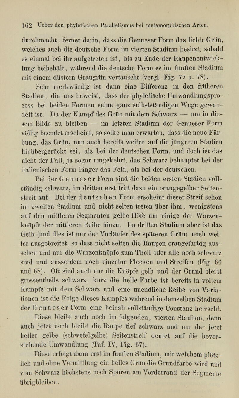 162 Ueber den phyletischen Parallelismua bei metamorphischen Arten. durclimacht ; ferner darin, dass die GenueserForm das lichte Grlin, welches auch die deutsche Form im vierten Stadium besitzt, sobald es einmal bei ihr aufgetreten ist, bis zu Ende der Raupenentwick- lung beibehält, während die deutsche Form es im fünften Stadium mit einem düstern Graugrün vertauscht (vergi. Fig. 77 u. 78). Sehr merkwürdig ist dann eine Differenz in den früheren Stadien, die uns beweist, dass der phyletische Umwandlungspro- cess bei beiden Formen seine ganz selbstständigen Wege gewan¬ delt ist. Da der Kampf des Grün mit dem Schwarz — um in die¬ sem Bilde zu bleiben — im letzten Stadium der Genueser Form völlig beendet erscheint, so sollte man erwarten, dass die neue Fär¬ bung, das Grün, nun auch bereits weiter auf die jüngeren Stadien hinübergerückt sei, als bei der deutschen Form, und doch ist das nicht der Fall, ja sogar umgekehrt, das Schwarz behauptet bei der italienischen Form länger das Feld, als bei der deutschen. Bei der Genueser Form sind die beiden ersten Stadien voll¬ ständig schwarz, im dritten erst tritt dazu ein orangegelber Seiten¬ streif auf. Bei der deutschen Form erscheint dieser Streif schon im zweiten Stadium und nicht selten treten über ihm, wenigstens auf den mittleren Segmenten gelbe Höfe um einige der Warzen¬ knöpfe der mittleren Eeihe hinzu. Im dritten Stadium aber ist das Gelb (und dies ist nur der Vorläufer des späteren Grün) noch wei¬ ter ausgebreitet, so dass nicht selten die Raupen orangefarbig aus¬ sehen und nur die Warzenknöpfe zum Theil oder alle noch schwarz sind und ausserdem noch einzelne Flecken und Streifen (Fig. 66 und 68). Oft sind auch nur die Knöpfe gelb und der Grund bleibt grossentbeils schwarz, kurz die helle Farbe ist bereits in vollem Kampfe mit dem Schwarz und eine unendliche Reihe von Varia¬ tionen ist die Folge dieses Kampfes während in demselben Stadium der Genueser Form eine beinah vollständige Constanz herrscht. Diese bleibt auch noch im folgenden, vierten Stadium, denn auch jetzt noch bleibt die Raupe tief schwarz und nur der jetzt heller gelbe (schwefelgelbe) Seitenstreif deutet auf die bevor¬ stehende Umwandlung (Taf. IV, Fig. 67). Diese erfolgt dann erst im fünften Stadium, mit welchem plötz¬ lich und ohne Vermittlung ein helles Grün die Grundfarbe wird und vom Schwarz höchstens noch Spuren am Vorderrand der Segmente übrigbleiben.