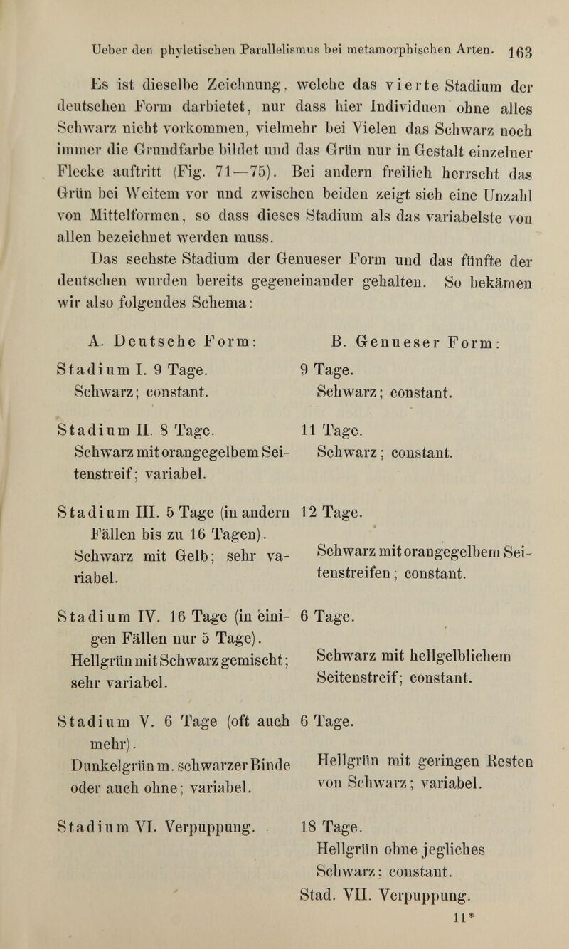 Ueber den phyletischen Parallelismus bei metamorphischen Arten, jßß Es ist dieselbe Zeielimmg, welche das vierte Stadium der deutscheu Form darbietet, nur dass hier Individuen ohne alles Schwarz nicht vorkommen, vielmehr bei Vielen das Schwarz noch immer die Grundfarbe bildet und das Grün nur in Gestalt einzelner Flecke auftritt (Fig. 71—75). Bei andern freilich herrscht das Grün bei Weitem vor und zwischen beiden zeigt sich eine Unzahl von Mittelformen, so dass dieses Stadium als das variabelste von allen bezeichnet werden muss. Das sechste Stadium der Genueser Form und das fünfte der deutschen wurden bereits gegeneinander gehalten. So bekämen wir also folgendes Schema : A. Deutsche Form; Stadium I. 9 Tage. Schwarz; constant. Stadium II. 8 Tage. Schwarz mit orangegelbem Sei¬ tenstreif; variabel. B. Genueser Form: 9 Tage. Schwarz; constant. 11 Tage. Schwarz; constant. Stadium III. 5 Tage (in andern 12 Tage. Fällen bis zu 16 Tagen). Schwarz mit Gelb; sehr va- Schwarz mit orangegelbem Sei- tenstreifen; constant. Stadium IV. 16 Tage (in bini- 6 Tage, gen Fällen nur 5 Tage), Hellgrün mit Schwarz gemischt ; Schwarz mit hellgelblichem sehr variabel. Seitenstreif; constant. Stadium V. 6 Tage (oft auch 6 Tage, mehr). Dunkelgrün m. schwarzer Binde Hellgrün mit geringen Resten oder auch ohne; variabel. Schwaiz, variabel. Stadium VI. Verpuppung. 18 Tage. Hellgrün ohne jegliches Schwarz; constant. Stad. VII. Verpuppung. 11*