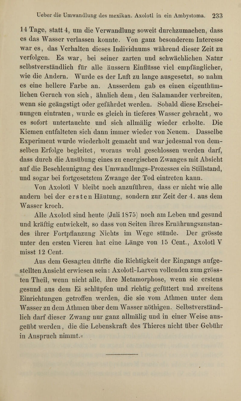 Ueber die Umwandlung des niexikan. Axolotl in ein Ambystoma. 233 14 Tage, statt 4, um die Verwandlung soweit durchzumachen, dass es das Wasser verlassen konnte. Von ganz besonderem Interesse war es, das Verhalten dieses Individuums während dieser Zeit zu verfolgen. Es war, bei seiner zarten und schwächlichen Natur selbstverständlich für alle äussern Einflüsse viel empfänglicher, wie die Andern. Wurde es der Luft zu lange ausgesetzt, so nahm es eine hellere Farbe an. Ausserdem gab es einen eigenthüm- lichen Geruch von sich , ähnlich dem , den Salamander verbreiten, wenn sie geängstigt oder gefährdet werden. Sobald diese Erschei¬ nungen eintraten, wurde es gleich in tieferes Wasser gebracht , wo es sofort untertauchte und sich allmälig wieder erholte. Die Kiemen entfalteten sich dann immer wieder von Neuem. Dasselbe Experiment wurde wiederholt gemacht und war jedesmal von dem¬ selben Erfolge begleitet, лvoraus wohl geschlossen werden darf, dass durch die Ausübung eines zu energischen Zwanges mit Absicht auf die Beschleunigung des Umwandlungs-Prozesses ein Stillstand, und sogar bei fortgesetztem Zwange der Tod eintreten kann. Von Axolotl V bleibt noch anzuführen, dass er nicht wie alle andern bei der ersten Häutung, sondern zur Zeit der 4. aus dem Wasser kroch. Alle Axolotl sind heute (Juli 1875) noch am Leben und gesund und kräftig entwickelt, so dass von Seiten ihres Ernährungszustan¬ des ihrer Fortpflanzung Nichts im Wege stünde. Der grösste unter den ersten Vieren hat eine Länge von 15 Cent., Axolotl V misst 12 Cent. Aus dem Gesagten dürfte die Richtigkeit der Eingangs aufge¬ stellten Ansicht erwiesen sein : Axolotl-Larven vollenden zum gröss- ten Theil, wenn nicht alle, ihre Metamorphose, wenn sie erstens gesund aus dem Ei schlüpfen und richtig gefüttert und zweitens Einrichtungen getroffen werden, die sie vom Athmen unter dem Wasser zu dem Athmen über dem Wasser nöthigen. Selbstverständ¬ lich darf dieser Zwang nur ganz allmälig und in einer Weise aus¬ geübt werden, die die Lebenskraft des Thieres nicht über Gebühr in Anspruch nimmt.«